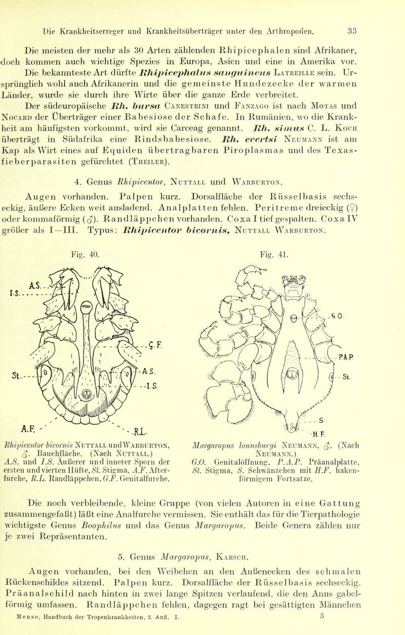 Die meisten der mehr als 30 Arten zählenden Rhipicephalen sind Afrikaner, doch kommen auch wichtige Spezies in Europa, Asien und eine in Amerika vor. Die bekannteste Art dürfte RhijHcephaliis sangiiineus Latreille sein. Ur- sprünglich wohl auch Afrikanerin und die gemeinste Hundezecke der warmen Länder, wurde sie durch ihre Wirte über die ganze Erde verbreitet. Der südeuropäische MJi. hursa Canestrini und Fanzago ist nach Motas und NocARD der Überträger einer Babesiose der Schafe. In Rumänien, wo die Krank- heit am häufigsten vorkommt, wird sie Carceag genannt. Uli. sinius C. L. Koch überträgt in Südafrika eine Rindsbabesiose. HJl. evevtsi Neumann ist am Kap als Wirt eines auf Equiden übertragbaren Piroplasmas und des Texas- fieberparasiten gefürchtet (Theiler). 4. Genus Rhipicentor, Nuttall und Warburton. Augen vorhanden. Palpen kurz. Dorsalfläche der Rüsselbasis sechs- eckig, äußere Ecken weit ausladend. Analplatten fehlen. Peritreme dreieckig ($) oder kommaförmig (cJ). Randläppchen vorhanden. Coxa I tief gespalten. CoxalV größer als I —III. Typus: Rhijncentor bicornis, Nuttall Warburton. Fig. 40. Fig. 41. i?/«2:)ice)i<or Jicofwis Nuttall undWARHURTON, Margaropus lounsburyi Neumann, ^. (Nach (J. Bauchfläche. (Nach Nuttall.) Neumann.) und i.S. Äußerer und innerer vSporn der G.O. Genitalöffnung, P.Ä.P. Präanalplatte, ersten und vierten Hüfte, Stigma. yl.F. After- St. Stigma, 8. Schwänzchen mit H.F. haken- furche, R.L. Eandläppchen, G.P. Genitalfurche. förmigem Fortsatze. Die noch verbleibende, kleine Gruppe (von vielen Autoren in eine Gattung zusammengefaßt) läßt eine Analfurche vermissen. Sie enthält das für die Tierpathologie wichtigste Genus Boophilus und das Genus Margarofus. Beide Genera zählen nur je zwei Repräsentanten. 5. Genus Margaropus, Karsch. Augen vorhanden, bei den Weibchen an den Außenecken des schmalen Rückenschildes sitzend. Palpen kurz. Dorsalfläche der Rüsselbasis sechseckig. Präanalschild nach hinten in zwei lange Spitzen verlaufend, die den Anus gabel- förmig umfassen. Randläppchen fehlen, dagegen ragt bei gesättigten Männchen Mense, Handbuch der Tropenkrankheiten, 2. Aufl. I. 3