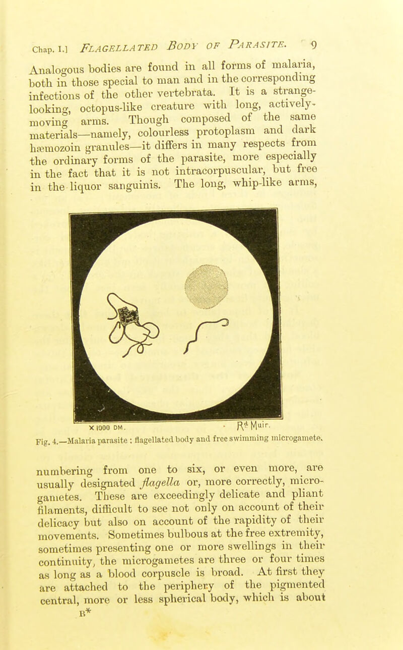 Analogous bodies are found in all forms of malaria, both in those special to man and in the corresponding infections of the other vertebrata. It is a strange- looking, octopus-like creature with long, actively^ moving arms. Though composed of the same materials—namely, colourless protoplasm and dark hajmozoin granules—it differs in many respects from the ordinary forms of the parasite, more especially in the fact that it is not intracorpuscular, but free in the liquor sanguinis. The long, whip-like arms, X 1000 DM. ■ R^M' Fig. 4—Malaria parasite ; flagellated body and free swimming microgamete. numbering from one to six, or even more, are usually designated flagella or, more correctly, micro- gametes. These are exceedingly delicate and pliant filaments, difficult to see not only on account of their delicacy but also on account of the rapidity of their movements. Sometimes bulbous at the free extremity, sometimes presenting one or more swellings in their continuity, the microgametes are three or four times as long as a blood corpuscle is broad. At first they are attached to the periphery of the pigmented central, more or less spherical body, which is about