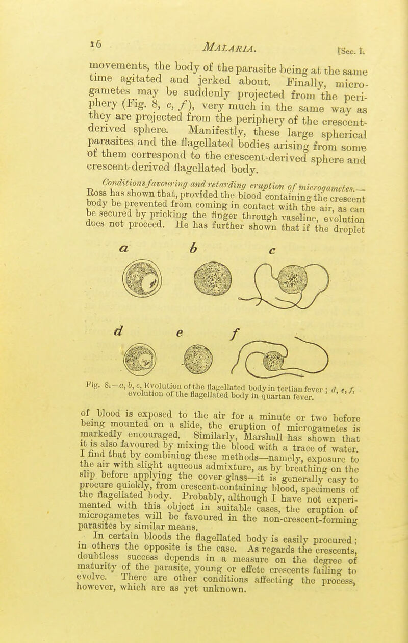 tSec. I. movements, the body of the parasite being at the same time agitated and jerked about. Finally, micro- gametes may be suddenly projected from the peri- phery (Fig. 8, c, /), very much in the same way as they are projected from the periphery of the crescent- derived sphere. Manifestly, these large spherical parasites and the flagellated bodies arising from some ot them correspond to the crescent-derived sphere and crescent-derived flagellated body. Conditimsfavourbig and retaYding eruption of ^licrogametes.- Eoss has shown that, provided the blood containing the crescent body be prevented from coming in contact with the ai,- as can be secured by pricking the finger through vaseline, evolution does not proceed. He has further shown that if the droplet d l-^ig. S.-a, 6, c Evolution ofthe flagellated boilyin tertian fever : d, e,f, evolutiou of the flagellated body in quartan fever. of blood is exposed to the air for a minute or two before being mounted on a slide, the eruption of microgametes is markedly encouraged. Similarly, Marshall has shown that T r A^t r'^'^'^ }J .inlying the blood with a trace of water. I find that by combining these methods-namely, exposure to the air with slight aqueous admixture, as by breathing on the slip before applying the cover-glass-it is generally easy to procure quickly from crescent-containing blood, specimens of the flagellated body. Probably, although I have not experi- mented with this object in suitable cases, the eruption of microgametes wiU be favoured in the non-crescent-foi-min- parasites by similar means. In certain bloods the flagellated body is easily procured; in others the opposite is the case. As regards the crescents, aoubtiess success depends in a measure on the degree of maturity of the parasite, young or effete crescents failing to evolve. I here arc other conditions aftccting the process, howcA'er, which are as yet unknown.