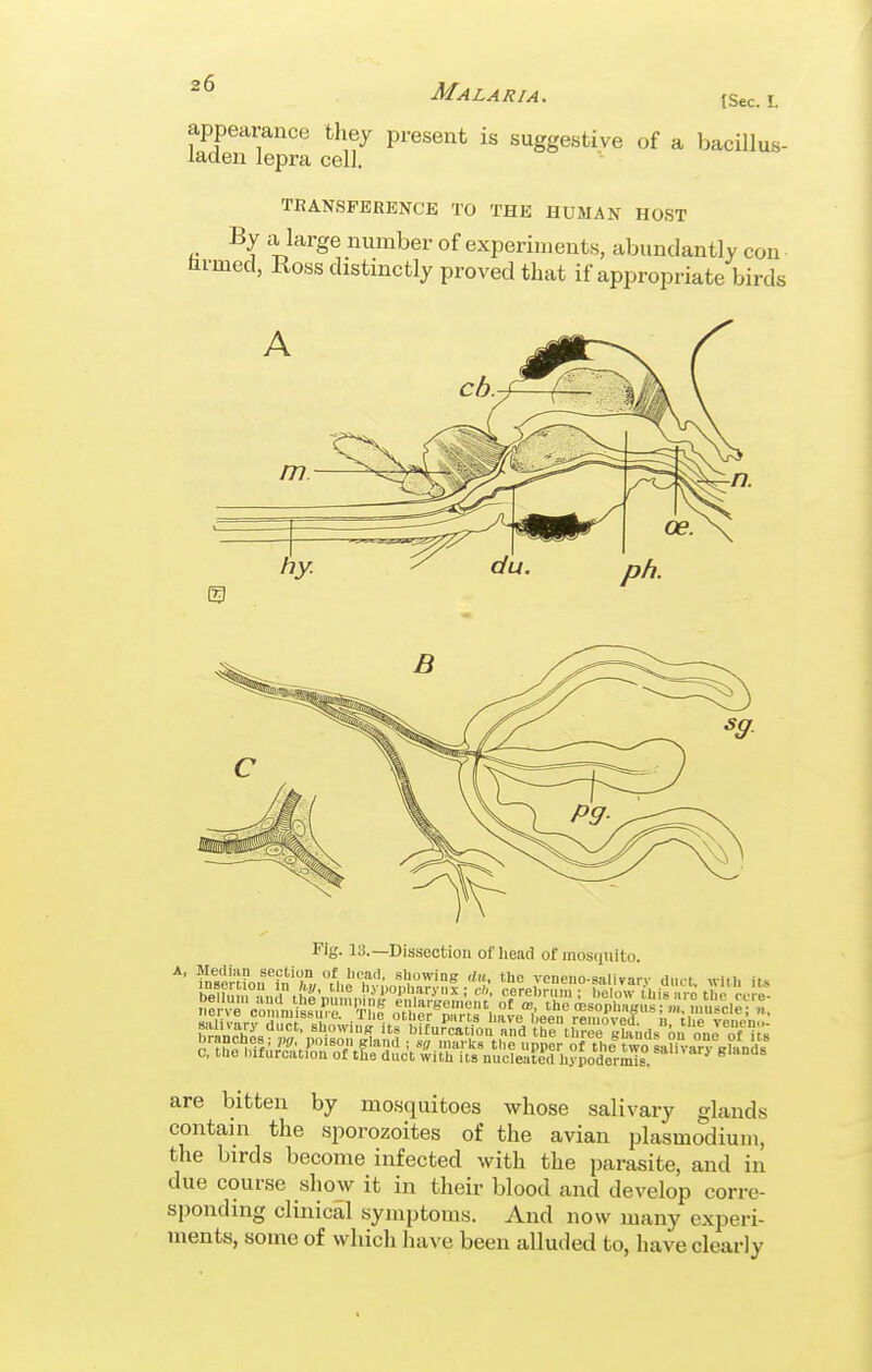 tSec. appearance they present is suggestive of a bacillus- laden lepra cell. TEANSPBRENCE TO THE HUMAN HOST By a large number of experiments, abundantly con tivmed, Ross distinctly proved that if appropriate birds Fig. 13.—Dissection of head of mosquito. are bitten by mosquitoes whose salivary glands contain the sporozoites of the avian plasmodium, the birds become infected with the parasite, and in due course show it in their blood and develop corre- sponding clinical symptoms. And now many experi- ments, some of which have been alluded to, have clearly