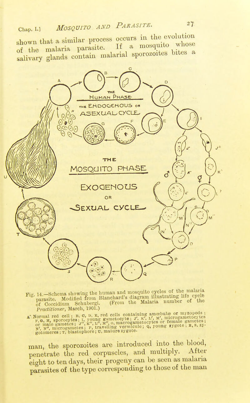 shown that a similar process occurs in the evolution of the malaria parasite. If a --^^fo whose salivary glands contain malarial sporozoites bites a Human Phase- Twi EMDOOeHOUS on ASEXUAL/ CyCLE-. THE MOSQLHTO PHASE EXOQENOaS OR Sexual cvcle^ jProctltiOTier, iviaruu, jlhui.^ A- Nornval red cell; B, ^h'! «Ucro'^;a,^e\T/ty >■' s<m1crob'ainetes':'i','travelling ve'rimcule; Q, joiin gotoraerea ; t, blastophore; o, mature zygote. man, the sporozoites are introduced into the blood, penetrate the red corpuscles, and multiply. After eifrht to ten days, their progeny can be seen as malaria parasites of the type corresponding to those of the man