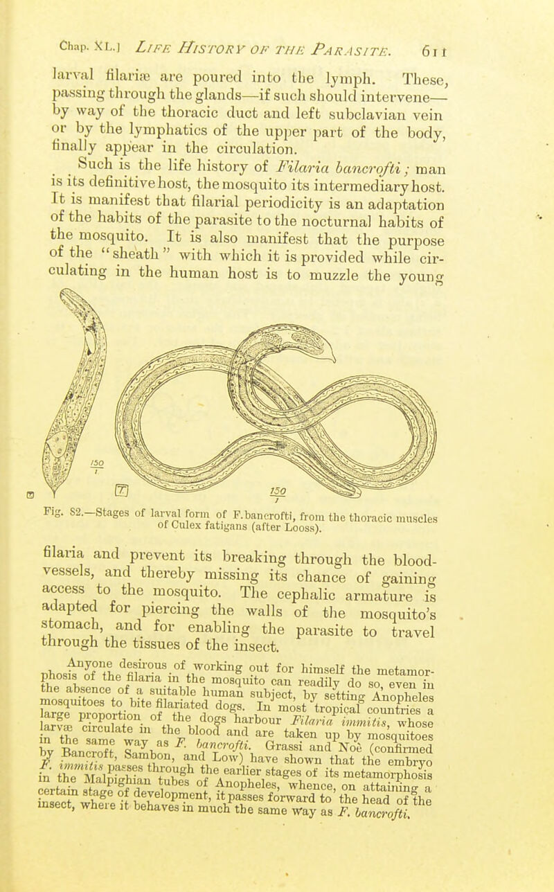 Chap. XL.] Life History OF THii: Parasite. 6it larval filarise are poured into the Ijmph. These, passing through the glands—if such should intervene— by way of the thoracic duct and left subclavian vein or by the lymphatics of the upper part of the body, finally appear in the circulation. Such is the life history of Filaria bancrqfti ; man IS its definitive host, the mosquito its intermediary host. It IS manifest that filarial periodicity is an adaptation of the habits of the parasite to the nocturnal habits of the mosquito. It is also manifest that the purpose of the sheath with which it is provided while cir- culating in the human host is to muzzle the young _ S2.-Stages of larval forui of F.bancrofti, from the thoracic muscles of Culex fatigans (after Looss). filaria and prevent its breaking through the blood- vessels, and thereby missing its chance of gainino- access to the mosquito. The cephalic armature is adapted for piercing the walls of the mosquito's stomach, and for enabling the parasite to travel through the tissues of the insect. iDhosA^of tL'^fi1«r'-°^7°''^^ '^^^^M the metamor- phosis ot the filana m the mosquito can readily do so even in the absence of a suitable human subject, by settW AnoXeles LTe'to^ortion^'of^r^' y-ost WiSf count^t 1 larvffi circulate ni the blood and are taken up by mosauitoes by Sn™ IZCl^- 'rr^A Grassi andVorSonM 7 iZ^ J ' bambon, and Low) have shown that the embryo in' th^MalS:n^'.?;:^'' the earher stages of its metamoiS certain sS nf rW.i °! Anopheles, whence, on attaining a wif^ °. development, it passes forward to the head of the insect, where it behaves in much the same way as F. l„fti