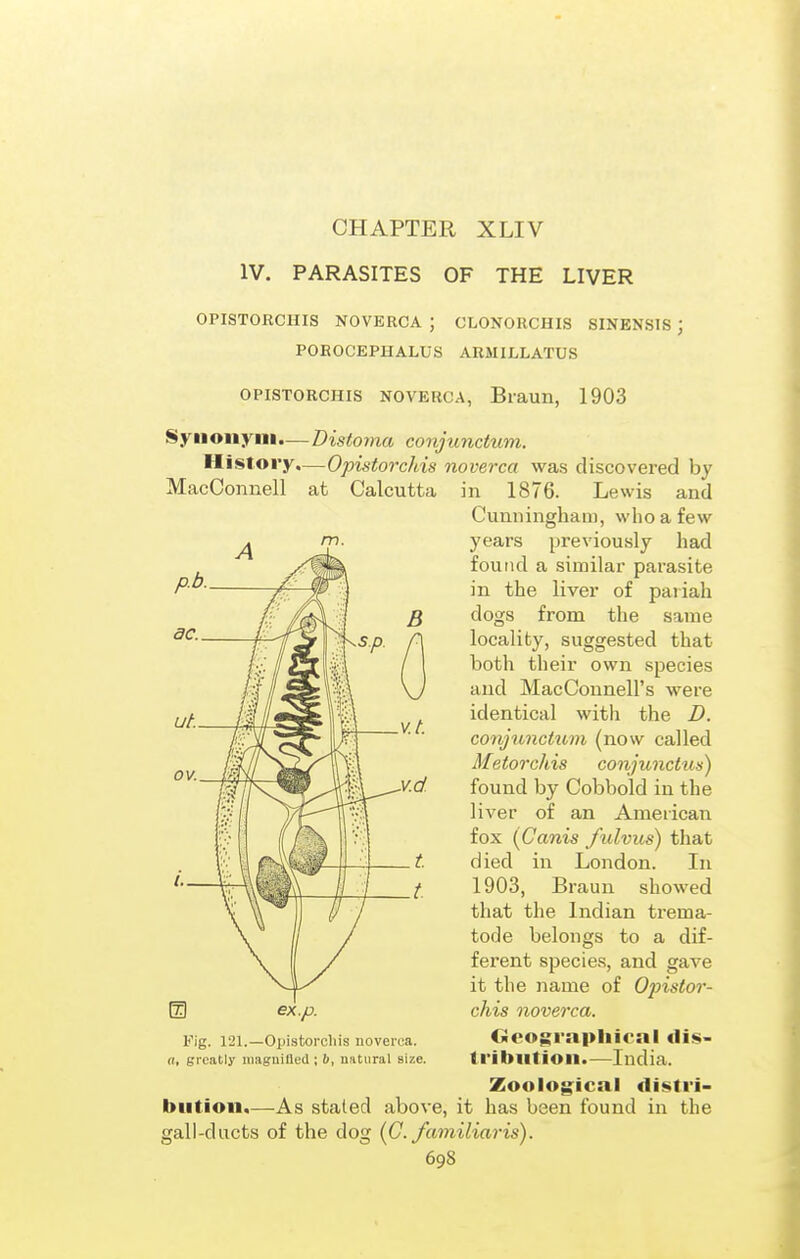 IV. PARASITES OF THE LIVER OPISTORCHIS NOVERCA ; CLONORCHIS SINENSIS ; POBOCEPHALUS ARMILLATUS OPISTORCHIS NOVERCA, Braun, 1903 Syiioiiyiii.—Disloma conjunctum. History.—Opistorchis noverca was discovered by MacConnell at Calcutta in 1876. Lewis and Cunningham, who a few years previously had found a similar parasite in the liver of pariah dogs from the same locality, suggested that both their own species and MacConnell's were identical with the D. conjunctu7n (now called Metorchis conjunctus) found by Cobbold in the liver of an American fox (Canis fulvus) that died in London. In 1903, Braun showed that the Indian trema- tode belongs to a dif- ferent species, and gave it the name of Opistor- chis noverca. Ooo^frapliical dis- ti'ibiition.—India. Zoolog^ical distri- bution.—As stated above, it has been found in the gall-ducts of the dog (G. familiar is). 698 ex.p. Fig. 121.—Opistorchis noverca. a, greatly uiaguilled ;!», natural size.