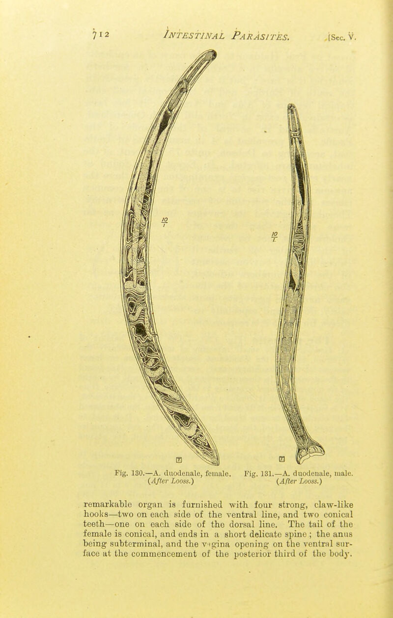 Fig. 130.—A. (luodenale, female. Fig. 131.—A. duodenale, male. {After Looss.) {After Looss.) remarkable organ is furnished with four strong, claw-like hooks—two on each side of the ventral line, and two conical teeth—one on each side of the dorsal line. The tail of the female is conical, and ends in a short delicate spine ; the anus being subterminal, and the vigina opening on the ventral sur- face at the commencement of the posterior third of the body.