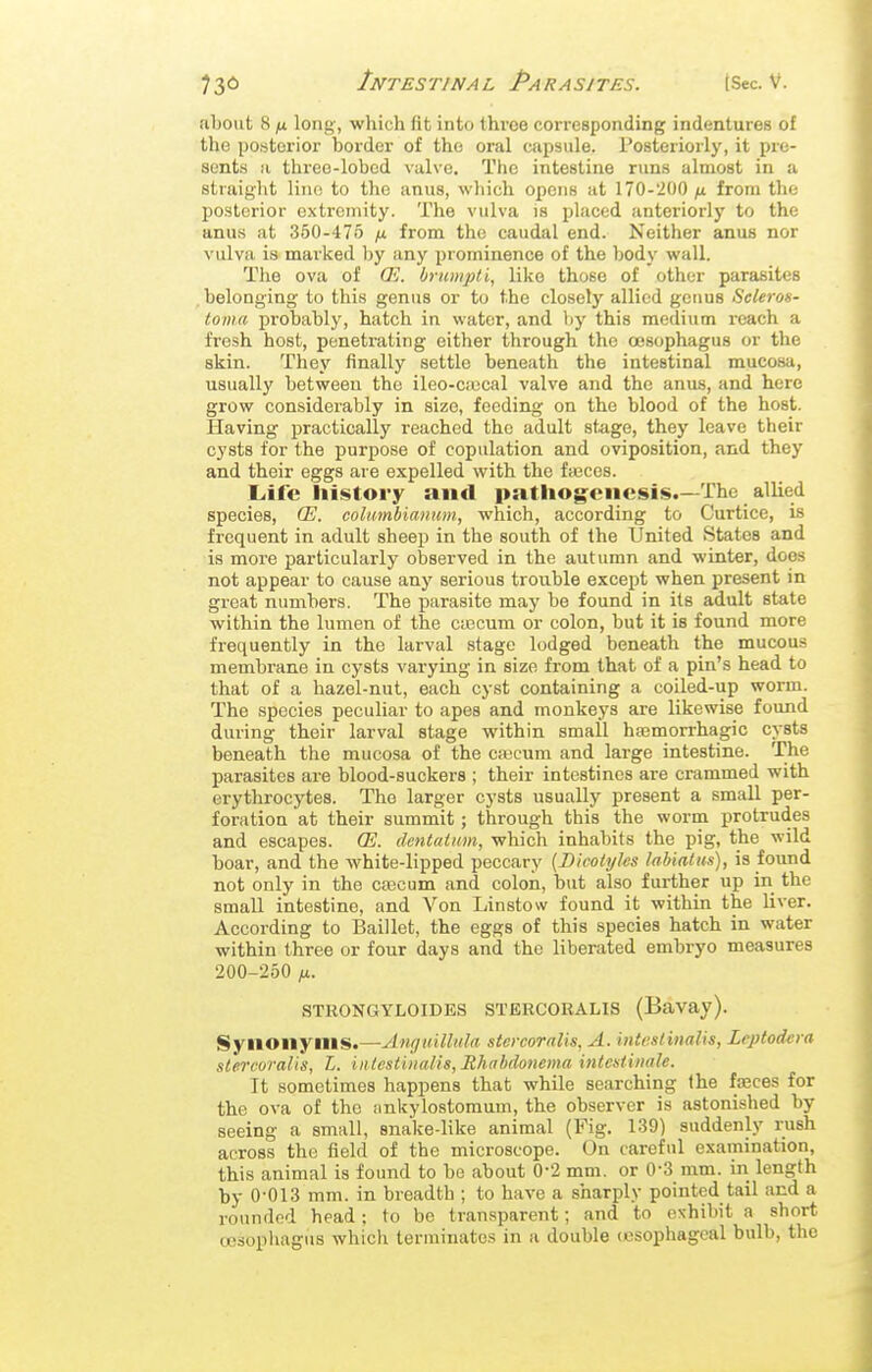 about 8IX long-, which (it into throe corresponding indentureB of the poHtorior border of the or<al ciips\ile. Posteriorly, it pre- sents a three-lobod valve. The intestine runs almost in a straight lino to the anus, which opens at 170-200 \i. from tlie posterior extremity. The vulva is placed anteriorly to the anus at 350-475 ju from the caudal end. Neither anus nor vulva is marked by any prominence of the body wall. The ova of (E. brumpti, like those of other parasites belonging to this genus or to the closely allied genus Scleras- foma probably, hatch in water, and by this medium reach a fresh host, penetrating either through the oesophagus or the skin. Thej' finally settle beneath the intestinal mucosa, usually between the ileo-cfecal valve and the anus, and here grow considerably in size, feeding on the blood of the host. Having practically reached the adult stage, they leave their cysts for the purpose of copulation and oviposition, and they and their eggs are expelled with the fteces. Liife history and pathogenesis.—The allied species, (E. coltimbianum, which, according to Curtice, is frequent in adult sheep in the south of the United States and is more particularly observed in the autumn and winter, does not appear to cause any serious trouble except when present in great numbers. The parasite may be found in its adult state within the lumen of the ctecum or colon, but it is found more frequently in the larval stage lodged beneath the mucous membrane in cysts varying in size from that of a pin's head to that of a hazel-nut, each cy.st containing a coiled-up worm. The species peculiar to apes and monkeys are likewise found during their larval stage within small ha3mon-hagic cysts beneath the mucosa of the ca;cum and large intestine. The parasites are blood-suckers ; their intestines are crammed with erythrocytes. The larger cysts usually present a small per- foration at their summit; through this the worm protrudes and escapes. CB. dentatiim, which inhabits the pig, the wild boar, and the white-lipped peccary {B'icottjks labiatus), is found not only in the cascum and colon, but also further up in the small intestine, and Von Linstow found it within the liver. According to Baillet, the eggs of this species hatch in water within three or four days and the liberated embryo measures 200-250 ^1. STRONGYLOIDES STERCORALIS (Bavay). Synonyms.—AiujuUlula stcrcoralis, A. iiUcslinalis, Lcptodcra stercoralis, L. inlestinalis,Rhahdonema inicstinale. It sometimes happens that while searching the fseces for the ova of the iinkylostomum, the observer is astonished by seeing a small, snake-like animal (Fig. 139) suddenly rush across the field of the microscope. On careful examination, this animal is found to bo about 0-2 mm. or 0-3 mm. in length by 0-013 mm. in breadth ; to have a sharply pointed tail and a rounded head; to be transparent; and to exhibit a short oesophagus which terminates in a double lusophageal bulb, the