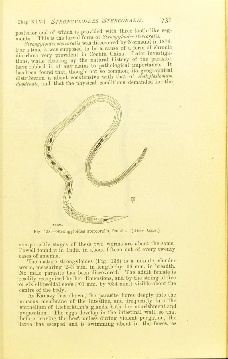 Chap. )tLV.] StRONGYLOWES StERCORALIS. 7^1 posterior end of which is provided with three tooth-like seg- ments This is the larval form of Strom/yloidcs stercorahs. Strongi/loides xtercoralis was discovered by Normand m 1876. For a time it was supposed to be a cause of a form of chronic diarrhuaa very prevalent in Cochin China. Later investiga- tions, while clearing up the natural history of the parasite, have robbed it of any claim to pathological importance, it has been found that, though not so common, its geographical distribution is about coextensive with that of Anhjlostommn dmdeiuilc, and that the physical conditions demanded for the Fig. 138.—Strongyloides stercoralis, female. (After Looss.) non-parasitic stages of these two worms are about the same. Powell found it in India in about fifteen out of every twenty cases of anasmia. The mature strongyloides (Fig. 138) is a minute, slender worm, measuring 2-3 min. in length by -06 mm. in breadth. No male parasite has been discovered. The adult female is readily recognised by her dimensions, and by the string of five or six ellipsoidal eggs (-01 mm. by -034 mm.) visible about the centre of the body. As Kanazy has shown, the parasite bores deeply into the mucous membrane of the intestine, and frequently into the epithelium of Lieberkiihn's glands, both for nourishment and oviposition. The eggs develop in the intestinal wall, so that before leaving the hosf, unless during violent purgation, the larva has escaped and is swimming about in the fteces, as