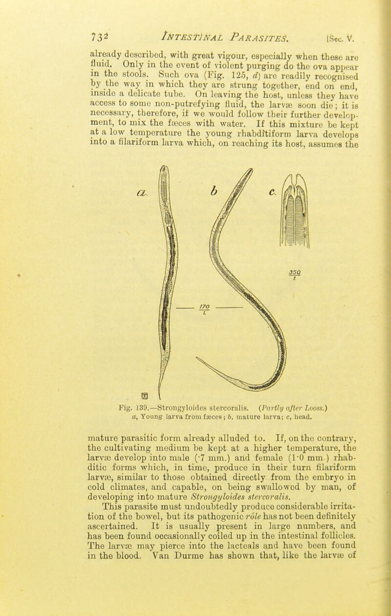 almidy described, with great vigour, especially when these arc fluid. Only in the event of violent purging do the ova appear in the stools. Such ova (Fig. 12.5, d) are readily recognised by the way in which they are strung together, end on end, inside a delicate tube. On leaving the host, unless they have access to some non-putrefying fluid, the larvas soon die; it is necessary, therefore, if we would follow their further develop- ment, to mix the fteces with water. If this mixture be kept at a low temperature the young rhabdltiform larva develops into a filariform larva which, on reaching its host, assumes the Fig. 139.—Strongyloides stercoralis. (Partly after Looss.) a. Young larva from fseces; 6, mature larva; c, head. mature parasitic form already alluded to. If, on the contrary, the cultivating medium be kept at a higher temperature, the larvas develop into male ('7 mm.) and female (l^O mm ) rhab- ditic forms which, in time, produce in their turn filariform larvtB, similar to those obtained directly from the embryo in cold climates, and capable, on being swallowed by man, of developing into mature Strongyloides stwcoralis. This parasite must undoubtedly produce considerable irrita- tion of the bowel, but its pathogenic ro/e has not been definitely ascertained. It is usually present in large numbers, and has been found occasionally coiled up in the intestinal follicles. The larvEC may pierce into the lacteals and have been found in the blood. Van Durme has shown that, like the larvte of