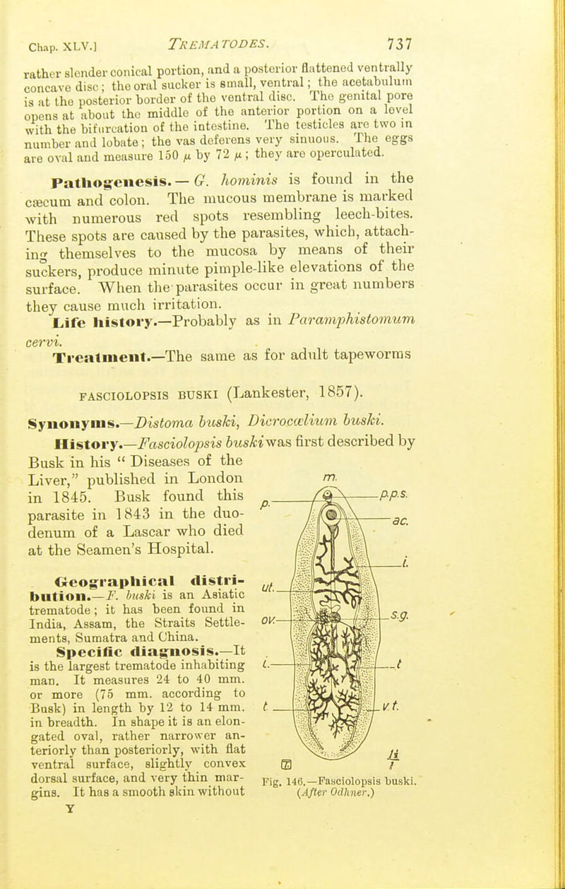 rather slender conical portion, and a posterior flattened ventraUy concave disc; the oral sucker is small, ventral; the acetabulum is at the posterior border of the ventral disc. The genital pore opens at about the middle of the anterior portion on a level with the bifurcation of the intestine. The testicles are two in number and lobate; the vas deferens very sinuous. The eggs are oval and measure 150 ^ by 72 /i; they are operculated. Pathogenesis. — G. liominis is found in the ceecum and colon. The mucous membrane is marked with numerous red spots resembling leech-bites. These spots are caused by the parasites, which, attach- ing themselves to the mucosa by means of their suckers, produce minute pimple-like elevations of the surface. When the-parasites occur in great numbers they cause much irritation. Liife history'—Probably as in Paramphistomum cervi. Treatment.—The same as for adult tapeworms m. FASCiOLOPSis BTJSKi (Lankester, 1857). Synonyms.—Distoma buski, Dicrocaiium huski. Uistory.—Fasciolopsis buskiw&s first described by Busk in his  Diseases of the Liver, published in London in 1845. Busk found this parasite in 1843 in the duo- denum of a Lascar who died at the Seamen's Hospital. Oeographical distri- bution.—i^. buski is an Asiatic trematode; it has been found in India, Assam, the Straits Settle- ments, Sumatra and China. (Specific diagnosis.—It is the largest trematode inhabiting man. It measures 24 to 40 mm. or more (75 mm. according to Busk) in length by 12 to 14 mm. in breadth. In shape it is an elon- gated oval, rather narrower an- teriorly than posteriorly, with flat ventral surface, slightly convex dorsal surface, and very thin mar- -pig. 146.—Fasciolopsis buski. g^ns. It has a smooth skin without {After Odhner.)