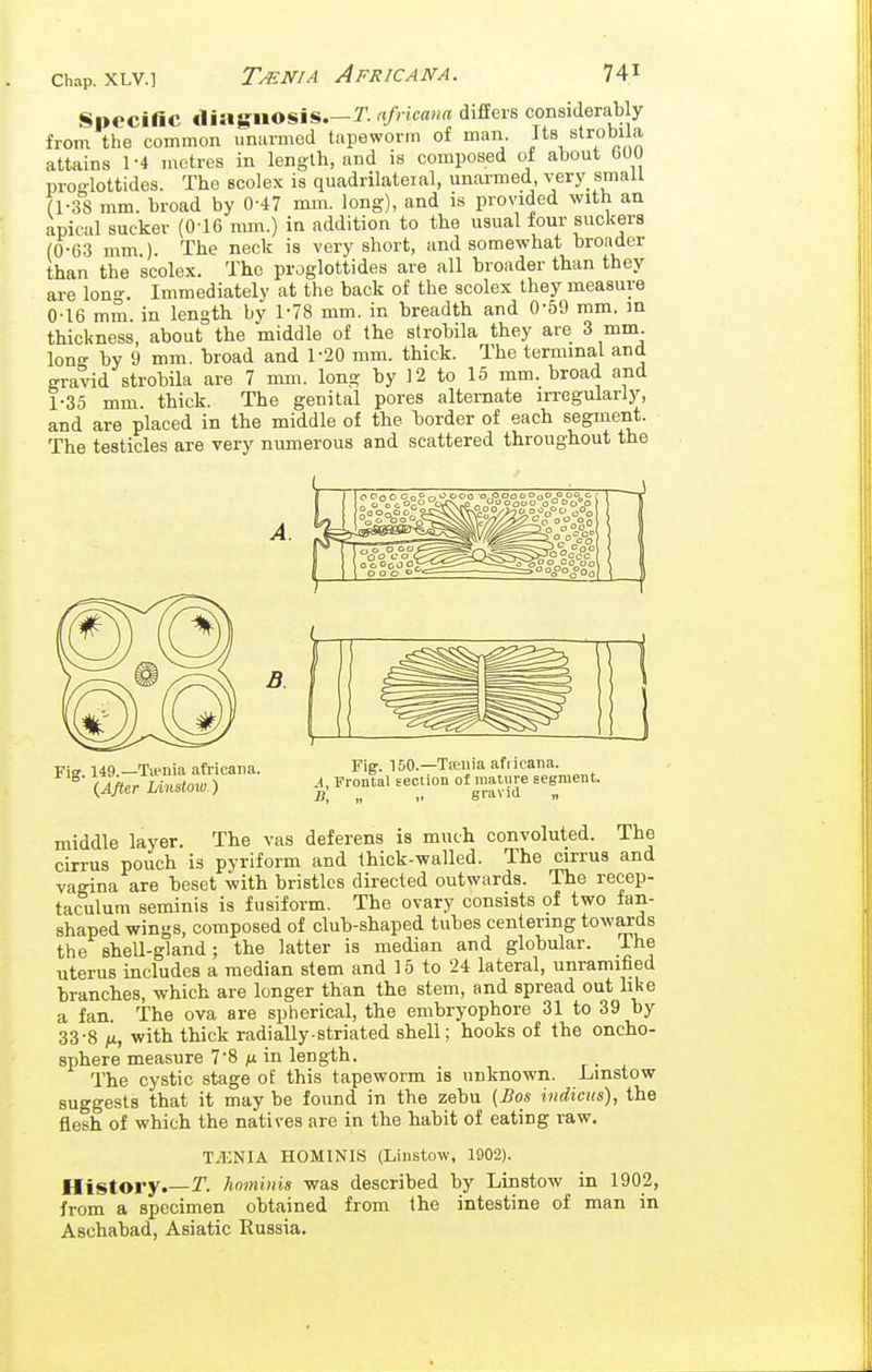 Specific diagnosis.—r. afncana diflEers considerably from the common unarmed tapeworm of man. ^trobila attains 1-4 metres in length, and is composed of about 500 proglottides. The ecolex is quadrilateial, unarmed very small (1-38 mm. broad by 0-47 mm. long), and is provided with an apical sucker (0-16 mm.) in addition to the usual four suckers (0-63 mm ) The neck is very short, and somewhat broader than the scolex. The proglottides are all broader than they are Ion-. Immediately at the back of the scolex they measure 0- 16 mm in length by 1-78 mm. in breadth and 0-59 mm. in thickness, about the middle of the strobila they are 3 mm. long by 9 mm. broad and 1-20 mm. thick. The terminal and gravid strobila are 7 mm. long by 12 to 15 mm. broad and 1- 35 mm. thick. The genital pores alternate irregularly, and are placed in the middle of the border of each segment. The testicles are very numerous and scattered throughout the A. B. Fig. 149.—Tii'nia africana. {After lAnslow ) Fig. 150.—Taaiiia afiicaiia. A Frontal section of mature segment. B, „ gravid „ middle layer. The vas deferens is much convoluted. The cirrus pouch is pyriform and thick-walled. The cirrus and vagina are beset with bristles directed outwards. The recep- taculum seminis is fusiform. The ovary consists of two fan- shaped wings, composed of club-shaped tubes centering towards the shell-gland; the latter is median and globular. The uterus includes a median stem and 15 to 24 lateral, unramified branches, which are longer than the stem, and spread out like a fan. The ova are spherical, the embryophore 31 to 39 by 33-8 n, with thick radially-striated shell; hooks of the oncho- sphere measure 7'8 ;u in length. The cystic stage of this tapeworm is unknown. Lmstow suggests that it may be found in the zebu (Bos indicus), the flesh of which the natives are in the habit of eating raw, T.'ENIA HOMINIS (Liiistow, 1902). History.—T. hominis was described by Linstow in 1902, from a specimen obtained from the intestine of man in Aschabad, Asiatic Russia.