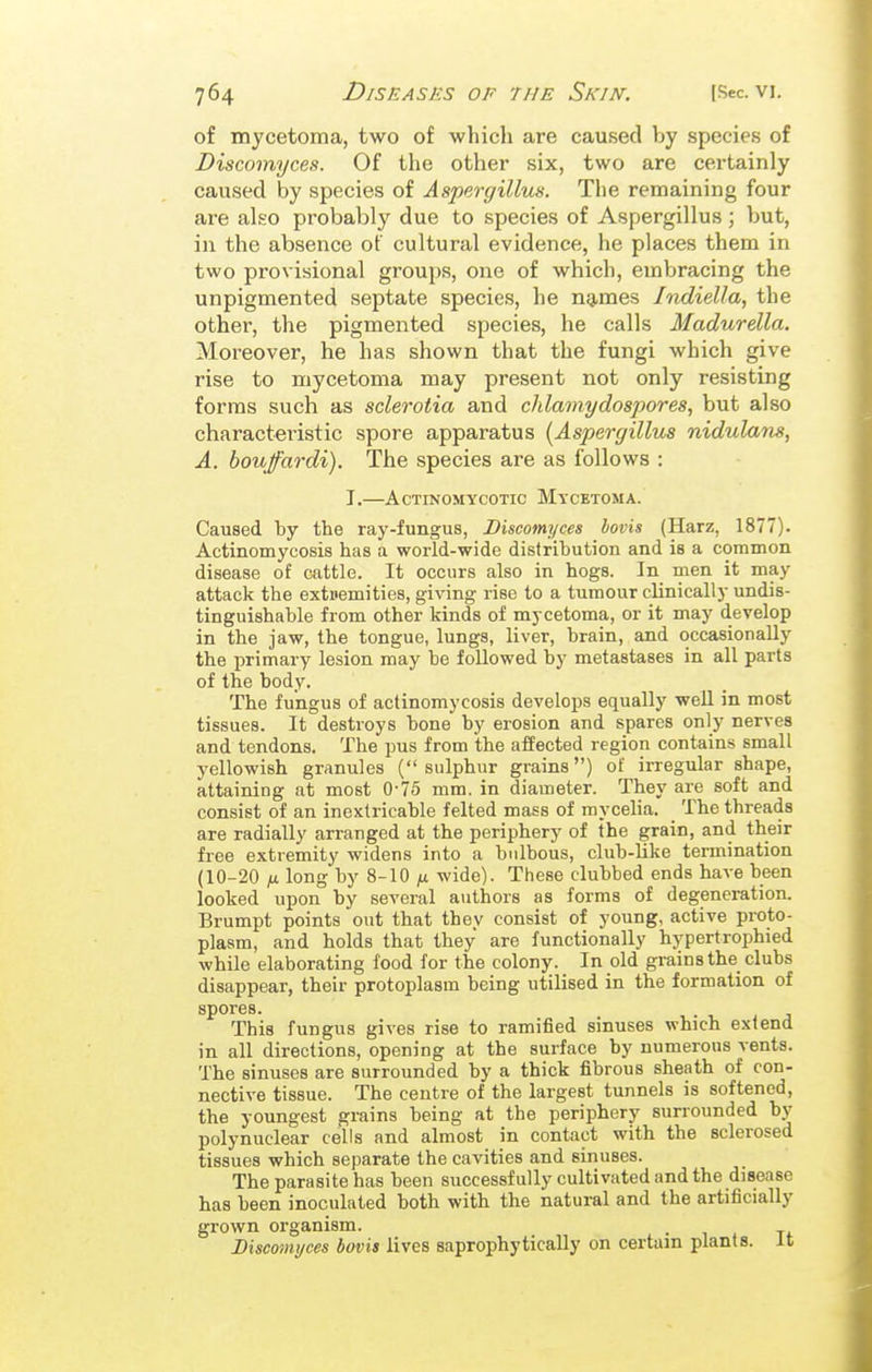 of mycetoma, two of which are caused by species of Discomyces. Of the other six, two are certainly caused by species of Aspergilltis. The remaining four are also probably due to species of Aspergillus; but, in the absence of cultural evidence, he places them in two provisional groups, one of which, embracing the unpigmented septate species, he ng,mes Indiella, the other, the pigmented species, he calls Madurella. Moreover, he has shown that the fungi which give rise to mycetoma may present not only resisting forms such as sclerotia and chlamydospores, but also characteristic spore apparatus [Aspergillus nidulans, A. bouffardi). The species are as follows : I.—Actinomycotic Mycetoma. Caused by the ray-fungus, Discomyces bovis (Harz, 1877). Actinomycosis has a world-wide distribution and is a common disease of cattle. It occurs also in hogs. In men it may attack the extoemities, giving rise to a tumour clinically undis- tinguishable from other kinds of mycetoma, or it may develop in the jaw, the tongue, lungs, liver, brain, and occasionally the primary lesion may be followed by metastases in all parts of the body. The fungus of actinomycosis develops equally well in most tissues. It destroys bone by erosion and spares only nerves and tendons. The pus from the affected region contains small yellowish granules (sulphur grains) of irregular shape, attaining at most 0-75 mm. in diameter. They are soft and consist of an inextricable felted mass of mycelia. The threads are radially arranged at the periphery of the grain, and their free extremity widens into a bulbous, club-like termination (10-20 yu long by 8-10 /j. wide). These clubbed ends have been looked upon by several authors as forms of degeneration. Brumpt points out that they consist of young, active proto- plasm, and holds that they are functionally hypertrophied while elaborating food for the colony. In old grains the clubs disappear, their protoplasm being utilised in the formation of spores. This fungus gives rise to ramified sinuses which extend in all directions, opening at the surface by numerous vents. The sinuses are surrounded by a thick fibrous sheath of con- nective tissue. The centre of the largest tunnels is softened, the youngest grains being at the periphery surrounded by polynuclear cells and almost in contact with the sclerosed tissues which separate the cavities and sinuses. The parasite has been successfully cultivated and the disease has been inoculated both with the natural and the artificially grown organism. Discomyces bovis lives saprophytically on certain plants. It