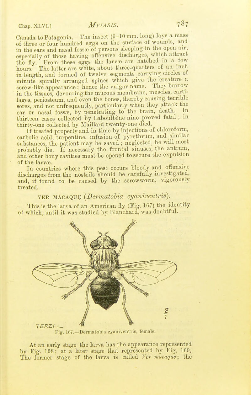 Canada to Patagonia. The insect (9-10 mm. long) lays a mass of three or four hundred eggs on the surface of wounds, and in the ears and nasal fossic of persons sleeping in the open air, especially of those having offensive discharges, which attract the fly. From these eggs the larvaj are hatched m a lovv hours. The latter are white, about three-quarters of an inch in length, and formed of twelve segments carrying circles of minute spirally arranged spines which give the creature a screw-like appearance ; hence the vulgar name. They burrow in the tissues, devouring the mucous membrane, muscles, carti- lages, periosteum, and even the bones, thereby causing terrible sores, and not unfrequently, particularly when they attack the ear or nasal fossaj, by penetrating to the brain, death. In thirteen cases collected by Laboulbene nine proved fatal ; in thirty-one collected by Maillard twenty-one died. If treated properly and in time by injections of chloroform, carbolic acid, turpentine, infusion of pyrethrum, and similar substances, the patient may be saved; neglected, he will most probably die. If necessary the frontal sinuses, the antrum, and other bony cavities must be opened to secure the expulsion of the larvas. In countries where this pest occurs bloody and offensive discharges from the nostrils should be carefully investigated, and, if found to be caused by the screwworm, vigorously treated. VER MACAQUS (Devmatobia cyaniventris). This is the larva of an American fly (Fig. 167) the identity of which, until it was studied by Blanchard, was doubtful. At an early stage the larva has the appearance represented by Fig. 168; at a later stage that represented by Fig. 169. The former stage of the larva is called Ver macaque; the TER7.1. — Fig. 107.—Derinatobia cyaniventris, female.