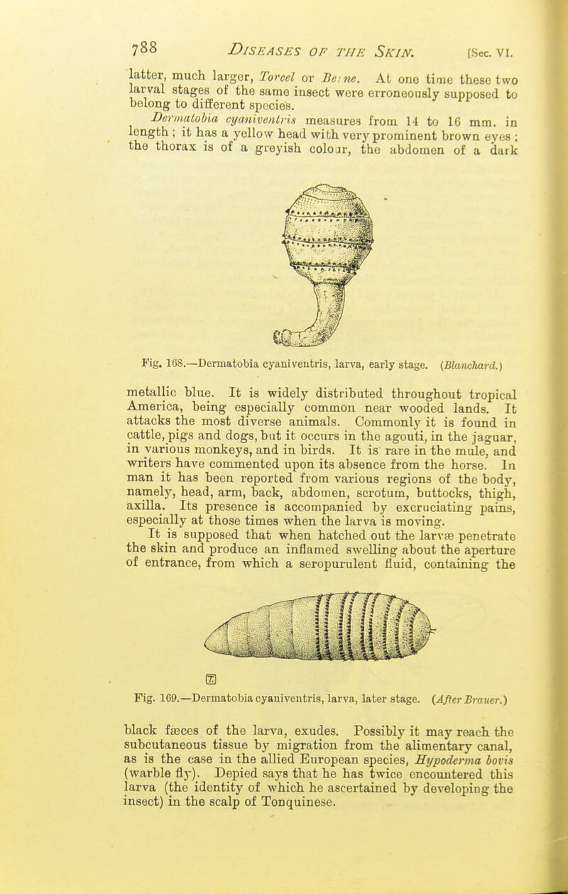 latter, much larger, Torcel or Be: ne. At one time these two larval stages of the same insect were erroneously supposed to belong to different species. Bcriiiatobia cyanivenlris measures from 14 to 16 mm. in length ; it has a yellow head with very prominent brown eyes ; the thorax is of a greyish colour, the abdomen of a dark Fig. 168.—Dermatobia cyaniveutris, larva, early stage. {Blanchard.) metallic blue. It is widely distributed throughout tropical America, being especially common near wooded lands. It attacks the most diverse animals. Commonly it is found in cattle, pigs and dogs, but it occurs in the agouti, in the jaguar, in various monkeys, and in birds. It is rare in the mule, and writers have commented upon its absence from the horse. In man it has been reported from vai-ious regions of the body, namely, head, arm, back, abdomen, scrotum, buttocks, thigh, axilla. Its presence is accompanied by excruciating pains, especially at those times when the larva is moving. It is supposed that when hatched out the larviB penetrate the skin and produce an inflamed swelling about the aperture of entrance, from which a seropurulent fluid, containing the m Fig. 1G9.—Dermatobia cyaniventris, larva, later stage. {After Bramr.) black faeces of the larva, exudes. Possibly it may reach the subcutaneous tissue by migration from the alimentary canal, as is the case in the allied European species, Hypoderma bovis (warble fly). Depied says that he has twice encountered this larva (the identity of which he ascertained by developing the insect) in the scalp of Tonquinese.