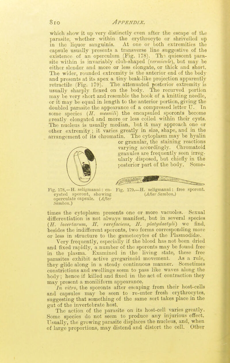 which tiliow it up ver}- distinctly oven after the escape of the parasilo, whether within the erythrocyte or shrivelled up in the liquor sanguinis. At one or both extremities the capsule usually presents a transverse line suggestive of the existence of an operculum (Fig. 178). Th'i quiescent para- site within is invariably club-shaped {vermicide), but may be either slender and more or less elongate, or thick and short. The wider, rounded extremity is the anterior end of the body and presents at its apex a tiny beak-like projection apparently retractile (Fig. 179). The attenuated posterior extremity is usually sharply flexed on the body. The recurved portion may be very i^hort and resemble the hook of a knitting needle, or it may bo equal in length to the anterior ])ortion, giving the doubled parasite the appearance of a compressed letter U. Tn some species {If. mesnili) the encapsuled .sporonts become greatly elongated and more or less coiled within their cysts. The nucleus is usually median, but it may approach one or other extremity ; it varies greatly in size, shape, and in the arrangement of its chi-omatin. The cj'toplasm may be hyalin or granular, the staining reactions varying accordinglj-. Chromatoid granules are frequently seen irreg- ularly disposed, but chiefly in the posterior part of the body. iSome- Fig. 178.—H. seli>;iiianiii: en- Fig. 179.—H. seligtnanni: free sporont. cysted sporont, showing [After Samion.) operculate capsule. {After Sanibon.) times the cytoplasm presents one or more vacuoles. Sexual difi'ereutiation is not always manifest, but in several species {If. lacertarum, H. rarefaciens, B. platydactyli) we find, besides the indifferent sporonts, two forms corresponding more or less in structure to the gametocytes of the Flasmodidaj. Very fi-equently, especially if the blood has not been dried and fixed rapidly, a number of the sporonts may be found free in the plasma. Examined in the living state, these fi-ee parasites exhibit active gregarinoid movement. As a rule, they glide along in a steady continuous manner. Sometimes constrictions and swellings seem to pass like waves along the body; hence if killed and fixed in the act of contraction they may present a moniliform aj)pearance. In vitro, the sporonts after escaping from their host-cells and capsules may be seen to re-enter fresh erythrocytes, suggesting that something of the same sort takes place in the gut of the invertebrate host. The action of the parasite on its host-cell varies greatly. Some species do not seem to produce any injurious effect. TJsually, the growing parasite displaces the nucleus, and, when of large proportions, may distend and distort the cell. Other