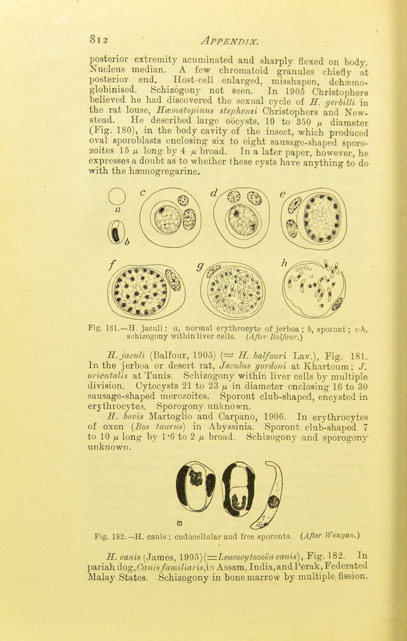 posterior extremity acuminated and sharply flexed on body. Nucleus median. A few chromatoid granules chiefly at posterior end. Host-cell enlarged, misshapen, dehsimo- globinised. Schizogony not seen. In 1905 Christophers believed he had discovered the sexual cycle of H. gerbilli in the rat louse, Haimatopinus stepheusi Christophers and New- stead. He described large oocysts, 10 to 350 diameter (Pig. 180), in the body cavity of the insect, which produced oval sporoblasts enclosing six to eight sausage-shaped sporo- zoites 15 IX long by 4 fi broad. In a later paper, however, he expresses a doubt as to whether these cysts have anything to do with the haemogregarine. Fig. 181.—H. jaculi: a, normal erythrocyte of jerboa ; 6, spotont; c-h, schizogony within liver cells. (Afta- Balfour.) H. jaculi (Balfour, 1905) (= H. balfouri Lav.), Fig. 181. In the jerboa or desert rat, Jaculus gordoni at Khartoum; /. orientalis at Tunis. Schizogony within liver cells by multiple division. Cytocysts 21 to 23 fx in diameter enclosing 16 to 30 .sausage-shaped merozoites. Sporont club-shaped, encysted in erythrocytes. Sporogony unknown. H. hovis Martoglio and Carpano, 1906. In erythrocytes of oxen {Bos iaiiriis) in Aby.ssinia. Sporont club-shaped 7 to 10 /I long by 1'6 to 2 /j. broad. Schizogony- and sporogonj* unknown. Fig. 182.—H, oanis ; ondocellular and free sporonts. (,Afler Wenyoii.) IT. eanis (James, 1905){=Leueocf/iozoon canis), Fig. 182. In pariah Aog,Ca.nix famUiaris,v.\ Assam, India,andPerak,Fedei-ated Malay States. Schizogony in bone marrow by multiple fission.