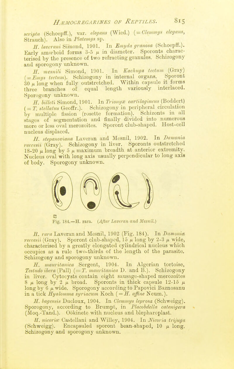 scripla (Schoepff.), var. eleyans (Wiod.) {^Clemmyx eleycuis, Strauch). Also in Platcmys sp. H. lavcraniismwwd., 1901. In Emyda granosa (Schoeptf.)- Early am(fboid forms 3-5 fi in diameter. Sporonts charac- terised by the presence of two refracting granules. Schizogony and sporogony unknown. E. mesnUi Simond, 1901. In Kachuga tectum (Gray) [ = Einys tectum). Schizogony in internal organs. Sporont 30 fj. long when fully outstretched. Within capsule it forms three branches of equal length variously interlaced. Sporogony unknown. H. billeti Simond, 1901. In Trionyx cartilagincus (BoMayi) ( = T. stellatus Geoffr.). Schizogony in peripheral circulation by multiple fission (rosette formation). Schizonts in all stages of segmentation and finally divided into numerous more or less oval merozoites. Sporont club-shaped. Host-cell nucleus disjalaccd. H. stepanoviana Laveran and Mesnil, 1902. In Damotiia reevesii (Gray). Schizogony in liver. Sporonts outstretched 18-20 long'by 5 jx maximum breadth at anterior extremity. Nucleus oval with long axis usually perpendicular to long axis of body. Sporogony unknown. R. »•(/)•« Laveran and Mesnil, 1902 (Fig. 184). In Danionia, reevesii (Gray). Sporont club-shaped, 15 ^ long by 2-3 fx wide, characterised by a greatly elongated cylindrical nucleus which occupies as a rule two-thirds of the length of the parasite. Schizogony and sporogony unknown. S. mauritanica Sergent, 1904. In Algerian tortoise, Testudo ibera (PaM) {=2\ mauritanica D. and B.). Schizogony in liver. Cytocysts contain eight sausage-shaped merozoites 8 n long by 2 (U. broad. Sporonts in thick capsule 12-15 /x long by 6 jCi wide. Sporogony according to Papovici Baznosanu in a tick Syalomma syriacum Koch [ = S. affine Neum.). H. bagensis Ducloux, 1904. In Clemmys leprosa (Schweigg). Sporogony, according to Brumpt, in Phicobdella catenigera (Moq.-Tand.). Ookinete with nucleus and blepharoplast. H. nicoria! Castellani and Willey, 1904. In Nicoria irijuga (Schweigg). Encapsuled sporont bean-shaped, 10 ^ long. Sjchizogouy and sporogony unknown. m Fig. 1S4.—H. rara. (After Laveran and Mesnil.)