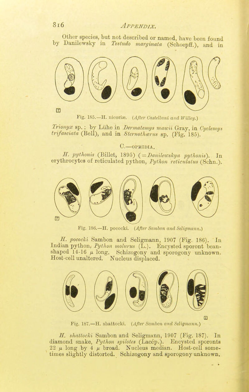 Other species, but not described or named, have been found by Danilewsky in TesLudo manjinala (Schoepff.), and in Fig. 1S5.—H. nicorise. (ASUr Castellani and mUey.) Trionyx sp. ; by Liihe in Bermateintjs viaivH Gray, in Cyclemyn trifasciata (Bell), and in Stcrnothccrus sp. (Fig. 185). C.—OPHIDIA. E. pythonis (Billet, 1895) (=I)anilewskya pythonis). In erythrocytes of reticulated python, Python reticulatus (Schn.). Fig. 186.—H. pococki. (After Savibon aiid Seligmann.) H. pococki Sambon and Seligmann, 1907 (Fig. 186). In Indian python, Python molurics (L.). Encysted sporont bean- shaped 14-16 jx long. Schizogony and sjjorogony unknown. Host-cell unaltered. Nucleus displaced. m Fig. 1S7.—H. sliattocki. (AJlw Samhon and Seligmann.) H. shatlochi Sambon and Seligmann, 1907 (Fig. 187). In diamond snake, Python spilotcs (Laccp.). Encysted sporonts 22 fjL long by 4 yu broad. Nucleus median. Host-cell some- times sUghtly distorted. Schizogony and sporogony unknown.