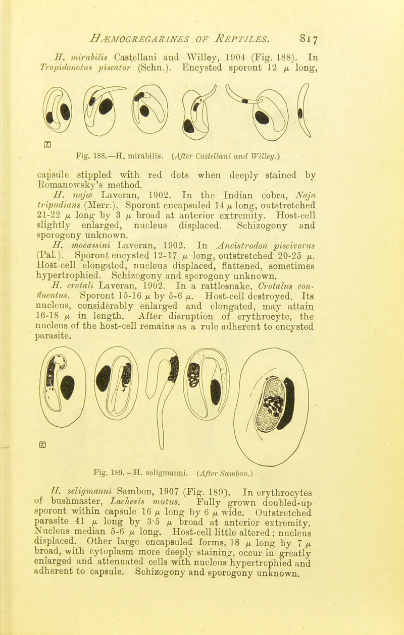 H. mirabilis Castellani and Willey, 1904 (Fig. 188). In Tropidoiiotiin piscatov (Schn.). Encysted sporont 12 fi long, Fig. 1S8.—H. mirabilis. (After Castellani and Willey.) capsule stippled with red dots when deeply stained by Komanowsky's method. H. najw Laveran, 1902. In the Indian cobra, Naja tripudians (Merr.). Sporont encapsuled 14 long, outstretched 21-22 fi long by 3 ^ broad at anterior extremity. Host-cell slightlj' enlarged, nucleus displaced. Schizogony and sporogony unknown. H. mocassini Laveran, 1902. In Ancistrodon piscivorus (Pal.). Sporont encysted 12-17 ix long, outstretched 20-25 fi. Host-cell elongated, nucleus displaced, flattened, sometimes hypertrophied. Schizogony and sporogony unknown, H. crotali Laveran, 1902. In a rattlesnake, Crotaliis con- liuentus. Sporont 15-16 yit by 5-6/x. Host-cell destroyed. Its nucleus, considerably enlarged and elongated, may attain 16-18 jx. in length. After disruption of erythrocyte, the nucleus of the host-cell remains as a rule adherent to encysted parasite. Fig. 189.-H. seligmaiini. (After Sambon.) If. seligmanni Sambon, 1907 (Fig. 189). In erythrocytes of bushmaster, Lachesis mutits. Fully grown doubled-up sporont within capsule 16 ju long by 6 wide. Outstretched parasite 41 fx. long by 3-5 fi broad at anterior extremity. Is^ucleus median 5-6 long. Host-cell little altered; nucleus displaced. Other large encapsuled forms, 18 ^tt long by 7 ^ broad, with cytoplasm more deeply staining, occur in greatly enlarged and attenuated cells with nucleus hypertrophied and adherent to capsule. Schizogony and sporogony unknown.