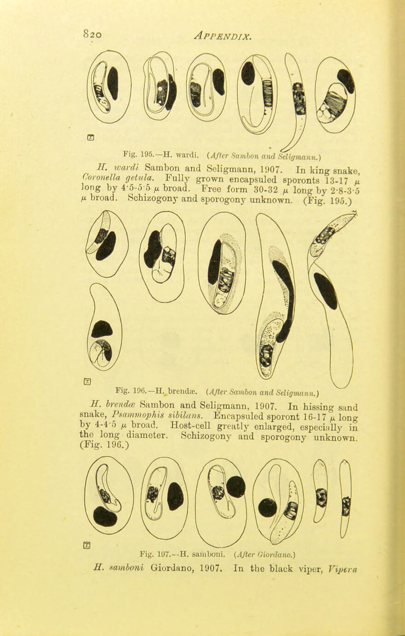 m Fig. 195.—H. wardi. {ASkr Samhon and Sdigmann.) H. ivavdl Sambon and Seligmann, 1907. In king snake, Coronella getiila. Fully grown encapsuled sporont.s 13-17 ix Jong by 4-5-5-5 /x broad. Free form 30-32 long by 2-8-3-5 broad. Schizogony and sporogony unknown. (Fig. 195.) Fig. 190. —H. breiidcf. (AJler Samhon and Seligmt n n.) H. brendw Sambon and Seligmann, 1907. In hissing sand snake, Psamviophis sibilans. Encapsuled sporont 16-17 ;u long by 4-4-5 IX broad. Host-cell greatly enlarged, especiiilly in the long diameter. Schizogony and sporogony unknown. (Fig. 196.) Fig. 11)7.—H. saiuboni. H. mmboni Giordano, 1907. (.■IJter Giordano.) In the black viper, Vipera