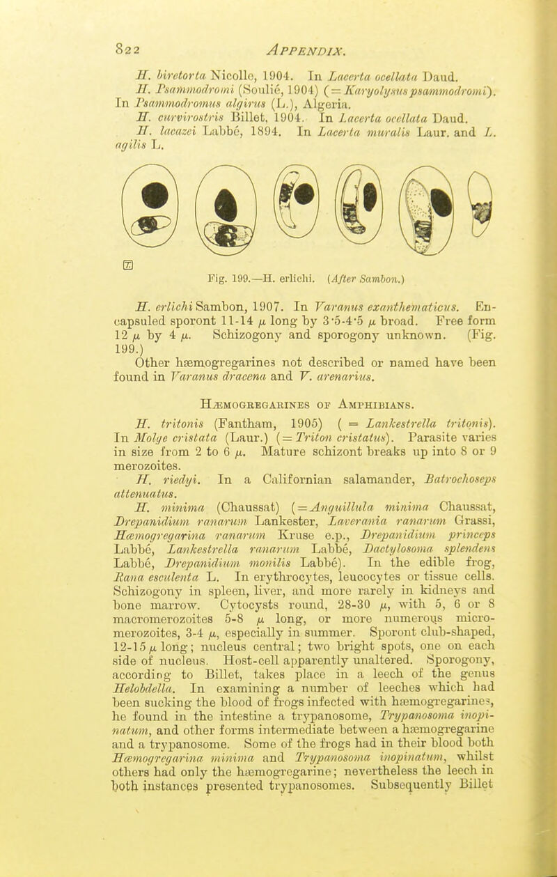 H. birelorta NicoUn, 1904. In Lucerlu ocellata Daud. II. rsammodroini (Soiilie, 1904) — Karyoly.mHpmmmodromi). In Tsammodromus alr/irus (L.), Algeria. H. cnrviroslris Billet, 1904. In Lacerta ocellata Dani. II. lacazei Liibbo, 1894. In Lacerla muralk Laur. and L. agilis L. m Fig. 199.—H. erliclii. (After- Sambon.) H. crlichi Samhon, 1^07. In Varanus exanthematicns. En- capsuled sporont 11-14 ^ long by 3'5-4*5 broad. Free form 12 by 4 IX. Schizogony and sporogony unknown. (Fig. 199.) Other haamogregarines not described or named have been found in Varanus dracena and V. arenarius. HiEMOGBEGARINES OP AMPHIBIANS. H. tritonis (Fantham, 1905) ( = Lankestrella iritonis). In Molye cristata (Laur.) Triton cristaius). Parasite varies in size from 2 to 6 /i. Mature schizont breaks up into 8 or 9 merozoites. H. riedyi. In a Californian salamander, Batrochoseps attentiatus. H. minima (Chaussat) {—Anguillula minima Chaussat, Dt-epanidium ranarum Lankester, Laverania ranarum Grassi, Hcemogregarina ranarum Kruse e.j)., Urcpanidinm princips Labbe, Lankestrella ranarum Labbe, Baetylosoma splendent Labbe, Drepanidium monilis Labbe). In the edible frog, liana esculenta L. In erythi-ocytes, leucocytes or tissue cells. Schizogony in spleen, liver, and more rarely in kidneys and bone marrow. Cytocysts roiuid, 28-30 jn, with 5, 6 or 8 macromerozoites 5-8 /x long, or more numerovis micro- merozoites, 3-4 ju, especially in summer. Sjioront club-shaped, 12-15/ilong; nucleus central; two bi-ight spots, one on each side of nucleus. Host-cell apparently unaltered. Sporogony, according to Billet, takes place in a leech of the genus Helobdella. In examining a number of leeches which had been sucking the blood of frogs infected with hajmogregarine?, he found in the intestine a trypanosome, Trypanosoma inopi- natum, and other forms intermediate between a ha^mogregarine and a trypanosome. Some of the frogs had in their blood both Hcemogregarina minima and Trypanosoma inopinatim, whilst others had only the h;emogrcgarine; nevertheless the leech in both instances presented trypanosomes. Subsequently Billet