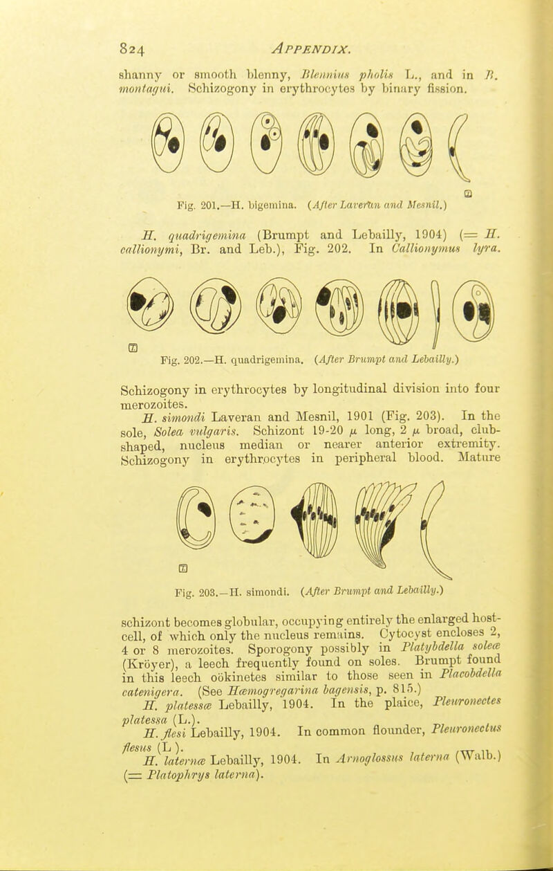 shanny or sinool.}i hlenny, lilcmim pfiolin L., and in /?. montagui. Schizogonj^ in erythrocytes by binary fission. Fig. 201.—H. biyomiiia. {After Laver^m und Mcsnil.) H. quadrigemina (Brumpt and Lebailly, 1904) (= K. calUonymi, Br. and Leb.), Fig. 202. In Callionymm lyra. Fig. 202.—H. ciimdrigeiiiina. (After Brumpt and LebaiUy.) Schizogony in erythrocytes by longitudinal division into four merozoites. E. simondi Laveran and Mesnil, 1901 (Fig. 203). In the sole, Solea vulgaris. Schizont 19-20 ^ long, 2 /u broad, club- shaped, nucleus median or nearer anterior extremity. Schizogony in erythrocytes in peripheral blood. Mature Fig. 203.—H. simondi. {After Brumpt and Lebailly.) schizont becomes globular, occupying entirely the enlarged host- cell, of which only the nucleus remains. Cytocyst encloses 2, 4 or 8 merozoites. Sporogony possibly in Platyhdella solea (Krijyer), a leech frequently found on soles. Brumpt found in this leech ookinetes similar to those seen in Flacobdella catenigera. (See Hamogregarina bagensis, Tp. 815.) M. platessce Lebailly, 'l904. In the plaice, Plenronecles platessa (L.). E.flesi Lebailly, 1904. In common flounder, Fleuroneclmi fesus (L). , E. latenm LebaiUy, 1904. In Amoglossus Memo (Walb.) (=: Platophrys laterna).