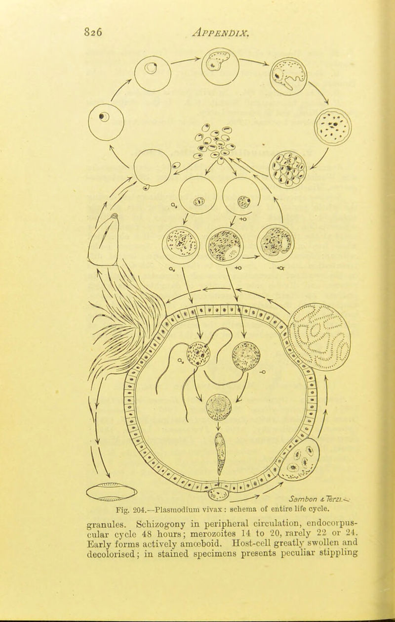 Fig. 204.—Plasmodium vivax : schema of entire life cycle. granules. Schizogony in peripheral circulation, endocorpus- cular cycle 48 hours; merozoites 14 to 20, rarely 22 or 24. Early forms actively amceboid. Host-cell greatly swollen iind decolorised; in stained specimens presents peculiar stippling