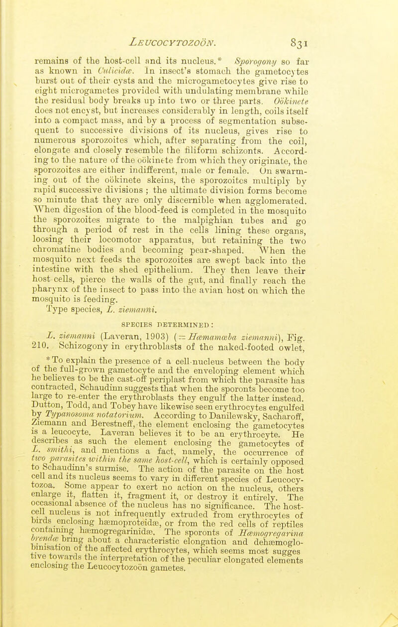 remains of the host-cell and its nucleus.* Sporo<fony so far as known in Ctilicidic. In insect's stomach the gametoc3 tes hm-st out of their cysts and the microgamotocytes give rise to eight microgametes provided with undulating membrane while the residual body breaks up into two or three parts. Ookinete does not encyst, but increases considerably in length, coils itself into a compact mass, and by a process of segmentation subse- quent to successive divisions of its nucleus, gives rise to numerous sporozoites which, after separating from the coil, elongate and closely resemble the filiform schizonts. Accord- ing to the nature of the ookintte from which they originate, the sporozoites are either indifferent, male or female. On swarm- ing out of the ookinete skeins, the sporozoites multiply by rapid successive divisions ; the ultimate division forms become so minute that they are only discernible when agglomerated. When digestion of the blood-feed is completed in the mosquito the sporozoites migrate to the malpighian tubes and go through a period of rest in the cells lining these organs, loosing their locomotor apparatus, but retaining the two chromatine bodies and becoming pear-shaped. When the mosquito next feeds the sporozoites are swept back into the intestine with the shed epithelium. They then leave their host cells, pierce the walls of the gut, and finally reach the pharynx of the insect to pass into the avian host on which the mosquito is feeding. Type species, L. ziemanni. SPECIES DETERMINED : Z. ziemanni (Laveran, 1903) (~ Hamammha ziemanni), Pig. 210. Schizogony in erythi-oblasts of the naked-footed owlet, * To explain the presence of a cell-nucleus between the body of the full-grown gametocyte and the enveloping element which he beheves to be the cast-off periplast from which the parasite has contracted, Schaudinn suggests that when the sporouts become too large to re-enter the erythi-oblasts they engulf the latter instead. Button, Todd, and Tobey have likewise seen erythrocytes engulfed by Typanosoma notatorium. According to Dauilewsky, Sacharoif, Ziemann and Berestneff, the element enclosing the gametocytes is a leucocyte. Laveran believes it to be an erythi-ocyte. He descnbes as such the element enclosing the gametocytes of L. smit/n, and mentions a fact, namely, the occurrence of Hvo parasites loithin the same host-cell, which is certainly opposed to bchaudmn's sunnise. The action of the parasite on the host cell and its nucleus seems to vary in difFerent species of Leucooy- tozoa. Some appear to exert no action on the nucleus, others enlarge it, flatten it, fragment it, or destroy it entirely. The occasional absence of the nucleus has no significance. The host- cell nucleus is not infrequently extruded from erythrocytes of bircls enclosing hajmoproteidaj, or from the red cells of reptiles containing ha;mogregarinida3. The sporonts of Hmnociregarina bring about a characteristic elongation and dehajmoglo- binisation of the affected erythrocytes, which seems most sugges tive towards the inteiisretation of the peculiar elongated elements enclosmg the Leucocytozoon gametes.