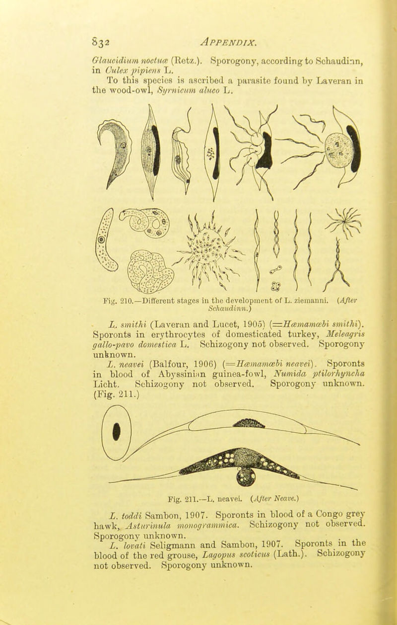 Glaucidium nochm (Tletz.). Sporogony, according to Schaudinn, in Culex pipicns L. To this species is ascribed a parasite found by Laveran in the wood-owl, Symicim aluco L. Fig. 210.—Different stages in the development of L. zieinanni. (Afler Schaudinn.) L. smitki (Laveran and Lucet, 1905) {=Scemam(ehi smithi). Sporonts in erythrocytes of domesticated turkey, Meleagris gallo-pavo domestica L. Schizogony not observed. Sporogony unknown. L. neavei (Balfour, 1906) {=Hcemam(Bbi neavei). Sporonts in blood of Abyssininn guinea-fowl, Numida ptilorhyncha Licht. Schizogony not observed. Sporogony unknown. (Fig. 211.) Fig. 211.—L. neavei. {AJter Neave.) L. toddi Sambon, 1907- Sporonts in blood of a Congo grey hawk,. Anturinula monogrammica. Schizogony not observed. Sporogony unknown. L. lovati Seligmann and Sambon, 1907. Sporonts in the blood of the red grouse, Lagopus scoticus (Lath.). Schizogony not observed. Sporogony unknown.