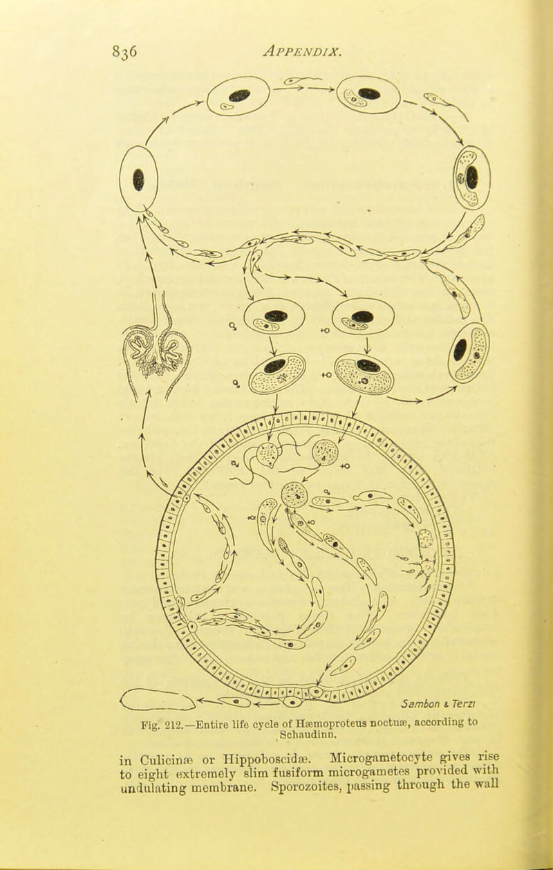 Fig: 212.—Entire life cycle of Hcemoproteus noctuse, according to , Schaudinn. in Culicinffi or Hippoboscida;. Microgametocyte gives rise to eight extremely slim fusiform microgametes provided with undulating membrane. Sporozoites, passing through the wall