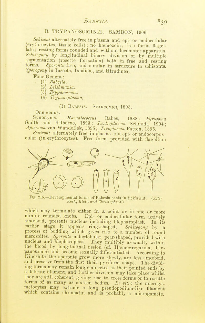 B. TRYrANOSOMINiE. SAMBON, 1906. iSc^j^ow^l alternately free inp'asma and epi- or endocelliilar (erythrocytes, tissue cells) ; no hiemozoin ; free forms flagel- late ; resting forms rounded and without locomotor apparatus. Schlzoyony by longitudinal binary division or by multiple segmentation (rosette formation)' both in free and resting forms. Sporonls free, and similar in structure to schizonts. Sporogony in Insecta, Ixodida3, and Hirudinea. Four Genei-a : (1) Babesia. (2) Leishmania. (3) Trypanosoma. (4) Trypanoplasma. (I) Babesia. Stakcovici, 1893. One genus. Synonyms. — Ecematococcus Babes. 1888 ; Pyrosoma Smith and Kilborne, 1893; Ixodioplasina Schmidt, 1904; Apiosoma von Wandoliek, 1895; Piroplasma Patton, 1895. Schizont alternately free in plasma and epi- or endocorpns- cular (in erythrocytes). Free form provided with flagellum Fig. 215.—Developmental forms of Babesia canis in tick's gut. {After Koch, Klein and Christophers.) which may terminate either in a point or in one or more minute rounded knobs. Epi- or endocellular form actively amoeboid, presents nucleus including blepharoi^last. In its earlier stage it appears ring-shaped. Schizogony by a process of budding which gives rise to a number of round merozoites. Sporonts endogiobuliir, pear-shaped, provided with nucleus and blepharoplast. They multiply a.sexually within the blood by longitudinal fission (cf. Hajmogregarina, Try- panosomia) and become sexually differentiated. According to Kinoshita the sporonts grow more slowly, are less amceboid, and preserve from the first their pyriform shape. The divid- ing forms may remain long connected at their pointed ends by a delicate filament, and further division may take place whilst they are still coherent, g:iving rise to cross forms or to rosette forms of as many as sixteen bodies. In vitro the microga- metocytes may extrude a long pseudopodium-like filament which contains chromatin and is probably a microgamete.