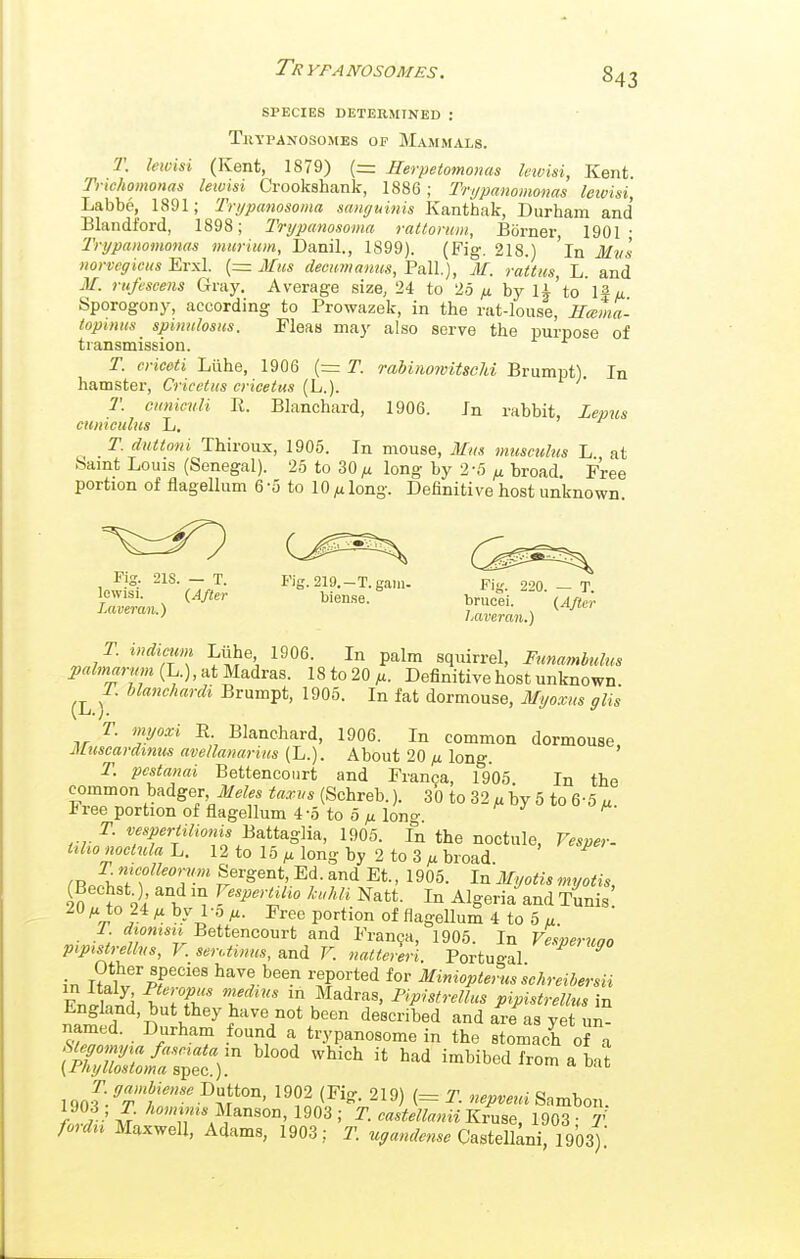 Tr VP a no somes . species determined : Tkypanosomes of Mammals. T. leioisi (Kent, 1879) (= Serpetomonas ktvisi, Kent. Trichomonas leivisi Crookshank, 1886 ; Trypanomonas leivisi, Labbe, 1891; Trypanosoma sanguinis Kanthak, Durham and Blandford, 1898; Trypanosoma rattonim, Borner, 1901- Trypanomonas murium, Danil., 1899). (Fig. 218.) In Mv's norvegiciis Erxl. {= Mus decumanus, Pali), M. rattus, L. and M. rufescens Gray. Average size, 24 to 25 fi by U to If a Sporogony, according to Prowazek, in the rat-louse, Hmma- topmns spmnlosus. Fleas may also serve the purpose of transmission. T. crieeti Liihe, 1906 (= T. rahimwitscld Brumpt). In hamster, Criceius cricetus (L.). T. ouniculi K. Blanchard, 1906. In rabbit, Lepus cuniculus L. T. ditUoni Thiroux, 1905. In mouse. Mm musculiis L at Samt Louis (Senegal). 25 to 30^ long by 2-5 ^ broad. Free portion of flagellum 6-5 to 10long. Definitive host unknown. ^^^^ (^ssas. ^Si^'^-A^ .,2,-<7,i T indimm Liihe 1906. In palm squirrel, Funamhulus pahnarnm (L.), at Madras. 18 to 20 ^. Definitive host unknown. T Uanchardi Brumpt, 1905. In fat dormouse, Myoxns glis T. myoxi E Blanchard, 1906. In common dormouse Muscardinus avellanarins (L.). About 20 p. long T. pcstanai Bettencoiirt and Franoa, 1905. In the common badger J/./., taxys (Schreb.). 30 to 32 ^ by 5 to 6-5 u Free portion of flagellum 4-5 too ;ulono- T vesperiilionis Ba.tt^s^m, 1905. In the noctule, Vesper- tihonoclula L. 12 to 15 ^ long by 2 to 3 ^ broad (J^J^C'f'°7-'' ^'^'''.^/.^f ^^ ' 1905. In Myotis myotis, (BechstO, and in VespertUio JcuhU Natt. In Algeria and Tunis 20 M to 24 by 1 -0 ^. Free portion of flagellum 4 to 5 u T. dwnisxi Bettencourt and Fran9a, 1905. In Vesperuao pipistrellvs, V. seroti»Hs, lixid V. nattereri. Portugal in iS.W^'pfhave been reported for Miniopterus schreibersii 7  1^ Madras, Fipwtrellus pipistrellus in imiT 't5 V described and are as yet un- S'/Zi- f % trypanosome in the stomach of a (i?;ZL^;r). '^'^^ imbibed from a bat 7 •' M^S0D, 1903 ; T casielIanUKvuse, 1903 T fordu Maxwell, Adams, 1903; T Castellani, lo'oS)