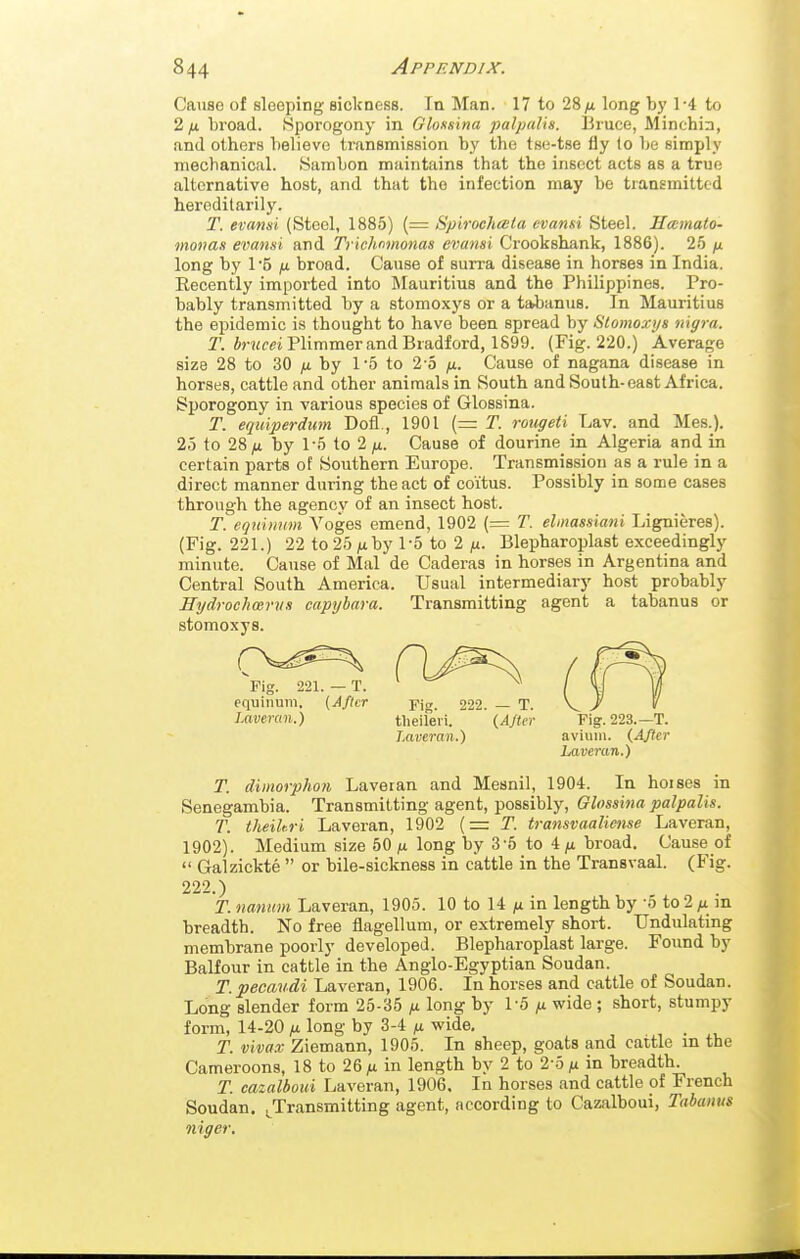 Cause of sleeping sickness. In Man. 17 to 28/i long bj' 1-4 to 2 p. broad. Sporogony in Glosxina palpalis. Bruce, Minehin, and others believe transmission by the tse-tse fly lo be simply mechanical. Sambon maintains that the insect acts as a true alternative host, and that the infection may be transmitted hereditarily. 'T. evnnsi (Steel, 1885) (= Spirochala cvansi Steel. Hcumato- monas evami and Trichnmonas evansi Crookshank, 1886). 25 /x long by 1'5 /X broad. Cause of surra disease in horses in India. Recently imported into ]\Iauritiu8 and the Philippines. Pro- bably transmitted by a stomoxys or a taJjanus. In Mauritius the epidemic is thought to have been spread by Stomoxys nigra. T. 4n(m Plimmer and Bradford, 1899. (Fig. 220.) Average size 28 to 30 p. by 1'5 to 2 o ^t.. Cause of nagana disease in horses, cattle and other animals in South and South-east Africa. Sporogony in various species of Glossina. T. equiperdum Dofl., 1901 (= T. rougeti Lav. and Mes.). 25 to 28 jx by 1-5 to 2 ^. Cause of dourine in Algeria and in certain parts of Southern Europe. Transmission as a rule in a direct manner during the act of coitus. Possibly in some cases through the agency of an insect host. T. eqiiiiimn Voges emend, 1902 (= T. elmassiani Lignieres). (Fig. 221.) 22 to 25 ;uby 1-5 to 2 fx. Blepbaroplast exceedingly minute. Cause of Mai de Caderas in horses in Argentina and Central South America. Usual intermediary host probably Hydrochmrvs capybara. Transmitting agent a tabanus or stomoxys. Pig. 221. — T. ( \j W equinuni, (After 222. — T. V ' lavemn.) tlieiferi. {AJter Fig. 223.—T. Laveran.) avium. (After Laveran.) T. dimorphon Laveran and Mesnil, 1904. In hoises in Senegambia. Transmitting agent, possibly, Glossina palpalis. T. theiltri Laveran, 1902 [= T. transvaaliense Laveran, 1902). Medium size 50 n long by 3-5 to 4ju broad. Cause of  Galzickte  or bile-sickness in cattle in the Transvaal. (Fig. 222.) T. nanitm Laveran, 1905. 10 to 14 /x in length by -5 to 2in breadth. No free flagellum, or extremely short. Undulating membrane poorly developed. Blepbaroplast large. Found by Balfour in cattle in the Anglo-Egyptian Soudan. T.pecaudi Laveran, 1906. In horses and cattle of Soudan. Long slender form 25-35 ju long by 1-5 wide ; short, stumpy form, 14-20 ^ long by 3-4 ix wide, T. vivax Ziemann, 1905. In sheep, goats and cattle in the Cameroons, 18 to 26 ;u in length by 2 to 2-5 /i in breadth. T. cazalboui Laveran, 1906, In horses and cattle of French Soudan. ^Transmitting agent, according to Cazalboui, Tabanus niger.