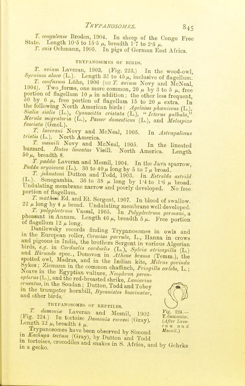 T. congolmse Broden, 1904. In sheep of the Congo Free State. Length 10-5 to 15-5 /t, breadth 1-7 to 2-6 ^. T. mis Ochmann, 1905. In pigs of German East Africa. TRYPANOSOMES OF BIKDS. T. avium Laveran, 1903. (Fig. 223.) In the wood-owI, Si/rmum aluco (L.). Length 35 to 45^, inclusive of flagellum T. confumm Liihe, 1906 (= T. avium Novy and McNeal, 1904). Two,forms, one more common, 20 /t by 3 to 5 u, free portion of flagellum 10 /x in addition ; the other less frequent, oO by 6 /i, free portion of flagellum 15 to 20 ^ extra. In the following Jvorth American birds: Agelaius phmniceus (L), ^lalM siahs (L.), Cyanocitta cristata {!..),  Icterus galbula.:' Merula migratoria (L.), Passer domesticus (L.), and Melospiza fasciata (Gmel.). T. laverani Novy and McNeal, 1905. In Astragalinus tnstis {h.). North America. T. mesnili Novy and McNeal, 1905. In the lineated ^^^^^l - ^^^i^l- North America. Length 50 ;u, breadth 8. ° T paddm Laveran and MesnU, 1904. In the Java sparrow, Padda oryzivora (L.). 30 to 40 ^ long by 5 to 7 /t broad. T. johnstoni l)niion and Todd, 1903. In Estrelda astrild (L.). benegambia. 36 to 38 ^ long by 1-4 to 1-6 ^ broad. Undulating membrane narrow and poorly developed. No free portion of flagellum. T viathi»i Ed and Et. Sergent, 1907. In blood of swallow long oy 4 M broad. Undulating membrane well developed T. polyplcctrum Vassal, 1905. In Polyplcctrum yennani, a pheasan inAnnam. Length 46 ^, breadth 5 ^u. Free portion ot flagellum 12 /x long. ^ Danilewsky records finding Trypanosomes in owls dnd m the European roller Coracias garrula, L., Hanna in crows and pigeons in India, the brothers Sergent in various Algerian birds, in Carduelis cardueUs (L.), Sylvia atricapiUa (L.) Ztn^n^'f^^f-' in (Temm.), the spotted owl, Madras and in the Indian kite, Milvus govinda Sykes Ziemami in the common chaffinch, Fringilla cwlebs, L.; Neave in the Egyptian vulture, Neophron pereL opttrus (L.), and the red-breasted shrike, Laniarius cruentus in the Soudan ; Button, Todd and Tobey in the trumpeter hornbill, Bycanistes buccinator, and other birds. TRYPANOSOMES OF REPTILES, T. damonice Laveran and Mesnil lOO'J ^'S- ^24.— _ Trypanosomas have been observed by Simond J^esnii.) in Xachuga tectum {Gray), by Dutton and Todd Sn a gecko' '^ '^'^'^^ ''^ ^^-> ^^^^ by Gchrke