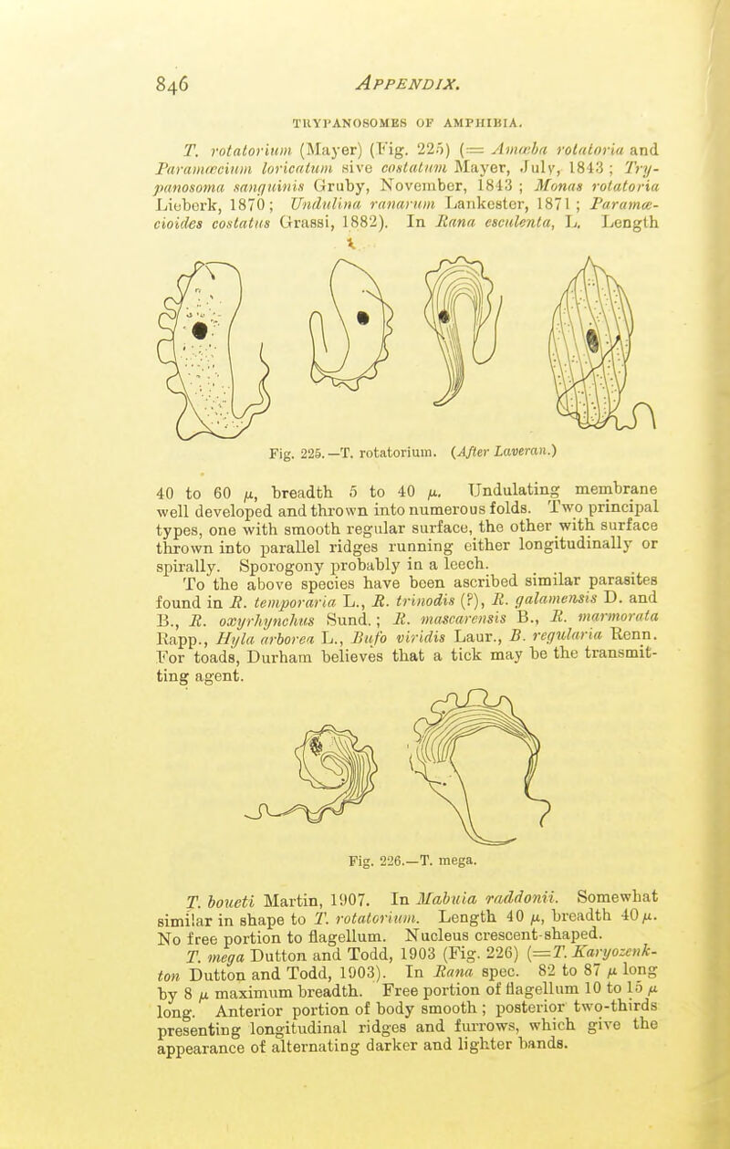 TUyPANOSOMEB OF AMPHIBIA. T. rotalorium (Maj-er) (Fig. 22.5) (= Ammha roluloria and Paramiccinm loricatum Hive coalatnin Mayer, Julv, 1843 ; Try- panosoma sanguinis Gruby, Noveinber, 1813 ; Monas rolatovia Liiibork, 1870; Undulina ranaynm Laiikestor, 1871; Paramce- cioides coslatus Grassi, 1882). In Itana esciiUnta, L. Length Fig. 225.—T. rotatorium. {After Laveran.) 40 to 60 /X, breadth 5 to 40 ix. Undulating membrane well developed and thrown into numerous folds. Two principal types, one with smooth regular surface, the other with surface thrown into parallel ridges running either longitudinally or spirally. Sporogony probably in a leech. To the above species have been ascribed similar parasites found in if. temporaria L., R. trinodis (?), R. galamensis D. and B., R. oxyrhynchus Sund.; R. mascarensis B., R. marmorata Rapp., Hyla nrhorea L., Bufo viridis Laur., B. regularia Renn. For toads, Durham believes that a tick may be the transmit- ting agent. Fig. 226.—T. mega. T. houeti Martin, 1907. In Mabuia raddonii. Somewhat similar in shape to T. rotalorium. Length 40 ;u, breadth 40^. No free portion to flagellum. Nucleus crescent-shaped. T. mega Button and Todd, 1903 (Fig. 226) {=1. Karyozcnk- ton Button and Todd, 1903). In Rana spec. 82 to 87 ^ long by 8 maximum breadth. Free portion of flagellum 10 to lo ;a long. Anterior portion of body smooth ; posterior two-thirds presenting longitudinal ridges and furrows, which give the appearance of alternating darker and lighter bands.