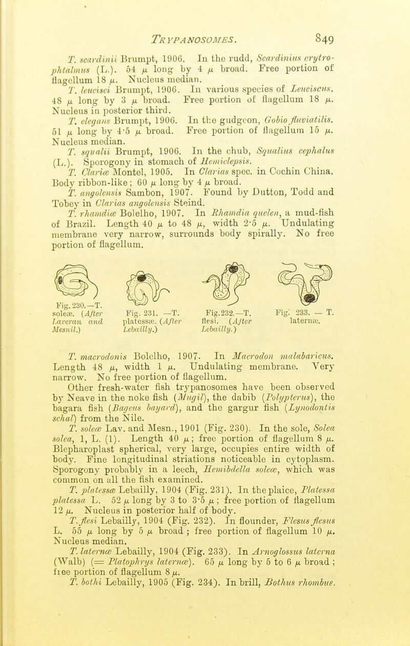 T. scardinii Brurnpt, 1906. In the rudd, Scardinius eryiro- phtalmus (L.). 64 fx. long by 4 ^ broad. Free portion of flagollum 18 jx. Nucleus median. T. leucisei Brumpt, 11106. In various species of LeuciscHs. 48 ^ long by 3 /x broad. Free portion of flagellum 18 yu. Nucleus in posterior third. T. elcgaiis Brumpt, 1906. In the gudgeon, Golio JliwiatHis. 51 fx long by 4-5 fx broad. Free portion of flagellum 15 fx. Nucleus median. 'r. sqiialii Brumpt, 1906. In the chub, Squalius ccphalus (L.). Sporogony in stomach of Hemidepsis. T. Glance Montel, 1905. In Clarias s^gc. in Cochin China. Body ribbon-like; 60 fx long by 4 broad. T. angolensis Sambon, 1907. Found by Button, Todd and Tobey in Clarias angolensis Steind. T. rhamdice Bolelho, 1907. In Rhamdia quelen, a mud-fish of Brazil. Length 40 fx to 48 fx, width 2-5 fx. Undulating membrane very narrow, surrounds body spirally. No free portion of flagellum. Fig. 230.—T. sole;e. (After Lavcran and Mesnil.) Fig. 231. —T. platessie. {After Lcbailly.) Fig.232.—T. flesi. (After Lehailly.) Fig; 233. — T. lateriia!. T. macrodonis Bolelho, 1907. In Macrodoii malabaricus. Length 48 fx, width 1 fx. Undulating membrane. A'^ery naiTow. No free portion of flagellum. Other fresh-water fish trypanosomes have been observed bj- Neave in the noke fish (Mugil), the dabib {Polijpterus), the bagara fish (Bagcus bayard), and the gargur fish [Lynodontis schal) from the Nile. T. solcm Lav. and Mesn., 1901 (Fig. 230). In the sole, Solca solea, 1, L. (1). Length 40 fx; free portion of flagellum 8 fx. Blepharoplast spherical, veiy large, occupies entire width of body. Fine longitudinal striations noticeable in cytoplasm. Sporogony probably in a leech, Semibdella solece, which was common on all the fish examined. T. platessce Lebailly, 1904 (Fig. 2311 In theplaice, Platcssa platcssa L. 62 fx long by 3 to 3'5 fx ; free portion of flagellum 12 fx. Nucleus in posterior half of body. T.flcsi Lebailly, 1904 (Fig. 232). In flounder, Flesus flesus L. 55 fx long by 5 ^ broad ; free portion of flagellum 10 /i. Nucleus median. T.laterncB Lebailly, 1904 (Fig. 233). In Arnoglossus latcrna (Walb) (= Tlatophnjs laternce). 65 fx long by 5 to 6 broad ; liee portion of flagellum 8 fx. T. bolhi Lebailly, 1905 (Fig. 234). In brill, Bothus rhombus.