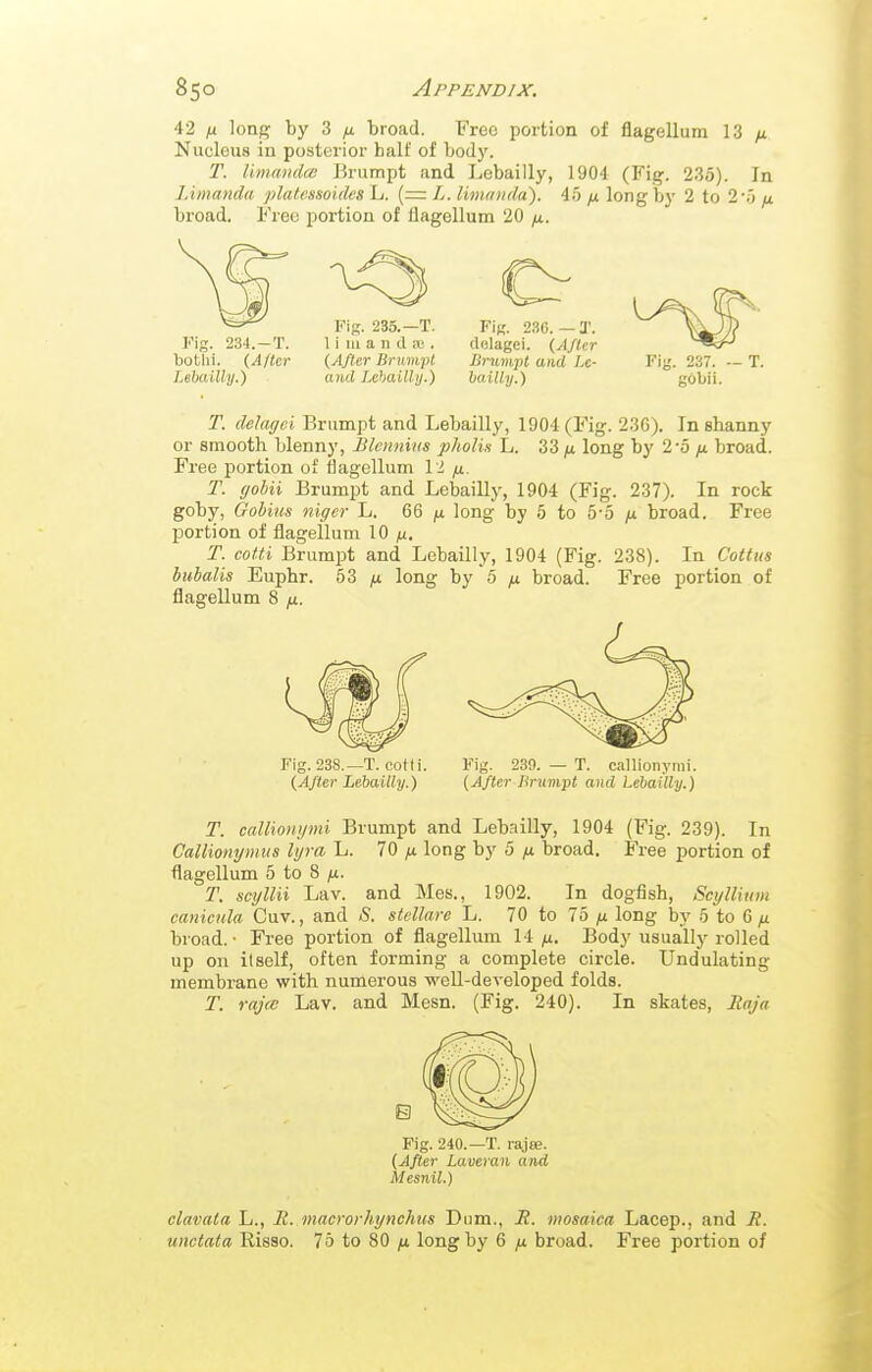 42 /i long by 3 yit broad. Free portion of flagellum 13 /x Nucleus in posterior halt of bodj'. T. Umandw Brumpt and Lebailly, 1904 (Fig. 235). In lAmanda platessoules L. (= L. limanda). 45 long bj' 2 to 2'5 broad. Free portion of flagellum 20 yu. Fig. 234.-T. botlii. {Alter Lebailly.) FiK. 235.—T. 1 i 111 a n d i« . (After Brumpt and Lehailly.) FiK. 230.-3'. delagei. (After Brumpt and Le- bailly.) Fig. 237. — T. gobii. T. delagei Brumpt and Lebailly, 1904 (Fig. 236). In shanny or smooth blenny, Blennius pholin L. 33 (i long by 2'5 /t broad. Free portion of flagellum 12 fi. T. ffobii Brumpt and Lebailly, 1904 (Fig. 237). In rock goby, Gobius niger L. 66 fi long by 5 to 5-5 /i broad. Free portion of flagellum Id n, T. cotti Brumpt and Lebailly, 1904 (Fig. 238). In Cottus hubalis Euphr. 53 fj. long by 5 ;u broad. Free portion of flagellum 8 jx. Fig. 238.—T. oof fi. Fig. 239. — T. callionynii. (After Lebailly.) (After Brumpt and Lebailly.) T. callionynii Brumpt and Lebailly, 1904 (Fig. 239). In Callionymus lyra L. 70 /u long by 5 yu broad. Free portion of flagellum 5 to 8 /t. T. scyllii Lav. and Mes., 1902. In dogfish, ScylUnm caniciila Cuv., and S. stellare L. 70 to 75 n. long by 5 to 6 broad. • Free portion of flagellmn 14 y. Body usually rolled up on itself, often forming a complete circle. Undulating membrane with numerous weU-developed folds. T. rajce Lav. and Mesn. (Fig. 240). In skates, Raja Fig. 240.—T. rajas. (After Laveran and Mesnil.) clavala L., R. macrovhynchus Dum., R. mosaica Lacep., and if. unctata Risso. 75 to 80 fi. long by 6 yu broad. Free portion of