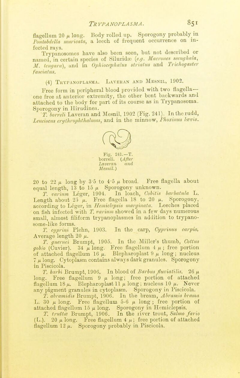 Tr VP a nop la sma. flagellum 20 ^ long. Body rolled up. Sporogony probably in rontobddla mnrioata, a leech of frequent occurrence on in- fected rays. Trypanosomes have also been seen, but not described or named, in certain species of Siluridtu (cry. Macroiies secnghala, M. leiKjara), and in Ophiocqihalus strialus and Trichogastcr fasciatus. (4) Thyvaxoplasma. Lavehan and Mesnil, 1902. Free form in peripheral blood provided with two fiagella— one free at anterior extremity, the other bent backwards and attached to the body for part of its course as in Trypanosoma. Sporogony in Hirudinea. T. horreli Laveran and Mesnil, 1902 (Fig. 241). Inthcrudd, Leiwisciis cryihrophthalmus, and in the minnow, Fhoxiims lavis. Fig. 241.—T. borreli. {After Laveran and Mesnil.) 20 to 22 long by 3-5 to i-b fi broad. Free fiagella about equal length, 13 to 15 ju Sporogony unknown. 2\ varium Leger, 1904. In loach, Cobitis harbatiila L. Length about 25 /x. Free fiagella 18 to 20 m. Sporogony, according to Lcger, in Hcmiclepsis margiiiata. Leeches placed on fish infected with T. varium showed in a few days numerous small, almost filiform trypanoplasmes in addition to trypano- some-like forms. T. cyprini Plehn, 1903. In the carp, Cyprinus carpio. Average length 20 /t. T. gueriici Brumpt, 1905. In the Miller's thumb, Coitus gohio (Cuvier). 34 p long. Free flagellum 4 p ■ free portion of attached flagellum IQ> ix. Blepharoplast 9 p long; nucleus 7yulong. Cytoplasm contains always dark granules. Sporogony in Piscicola. T. barhi Brumpt, 1906, In blood of Barbus fluviatilis. 26 n long. Free flagellum 9 p long; free portion of attached flagellum 18 p. Blepharoplast 11 p long; nucleus 10 ;u. Never any pigment granules in cytoplasm. Sporogony in Piscicola. 'T. abramidis Brumpt, 1906. In the bream, Abramis brama L. 30 p long. Free flagellum 5-6 p long ; free portion of attached flagellum 15 p long. Sporogony in Hemiclepsis. T. truttce Brumpt, 1906. In the liver trout, Salmo fario (L.). 20/u long. Free flagellum 4 ^; free portion of attached flagellum 12 p. Sjiorogony probably in Piscicola.