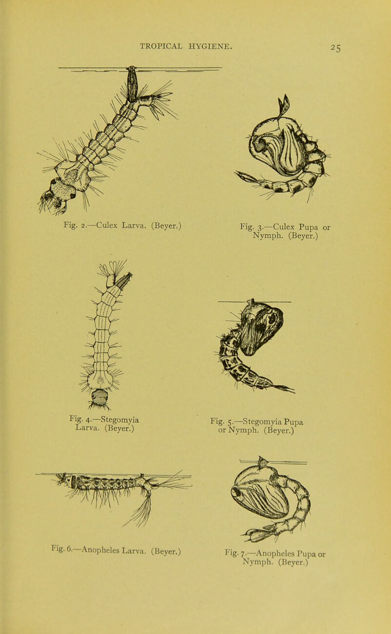 Fig. 2.—Culex Larva. (Beyer.) Fig. 3.—Culex Pupa or Nymph. (Beyer.) Fig. 4.—Stegomyia Fig. 5.—Stegomyia Pupa Larva. (Beyer.) or Nymph. (Beyer.) Fig. 6.-AnoPheles Larva. (Beyer.) Fig. 7.-AnophcIes Pupa Nymph. (Beyer.')