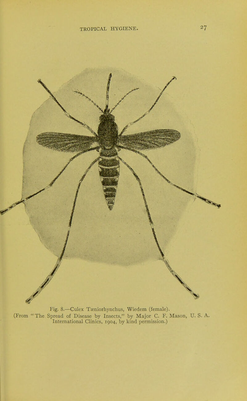 Fig. 8.—Culex Tteniorhynchus, Wiedem (female). (From The Spread of Disease by Insects, by Major C. F. Mason, U. S. A. International Clinics, 1904, by kind permission.)