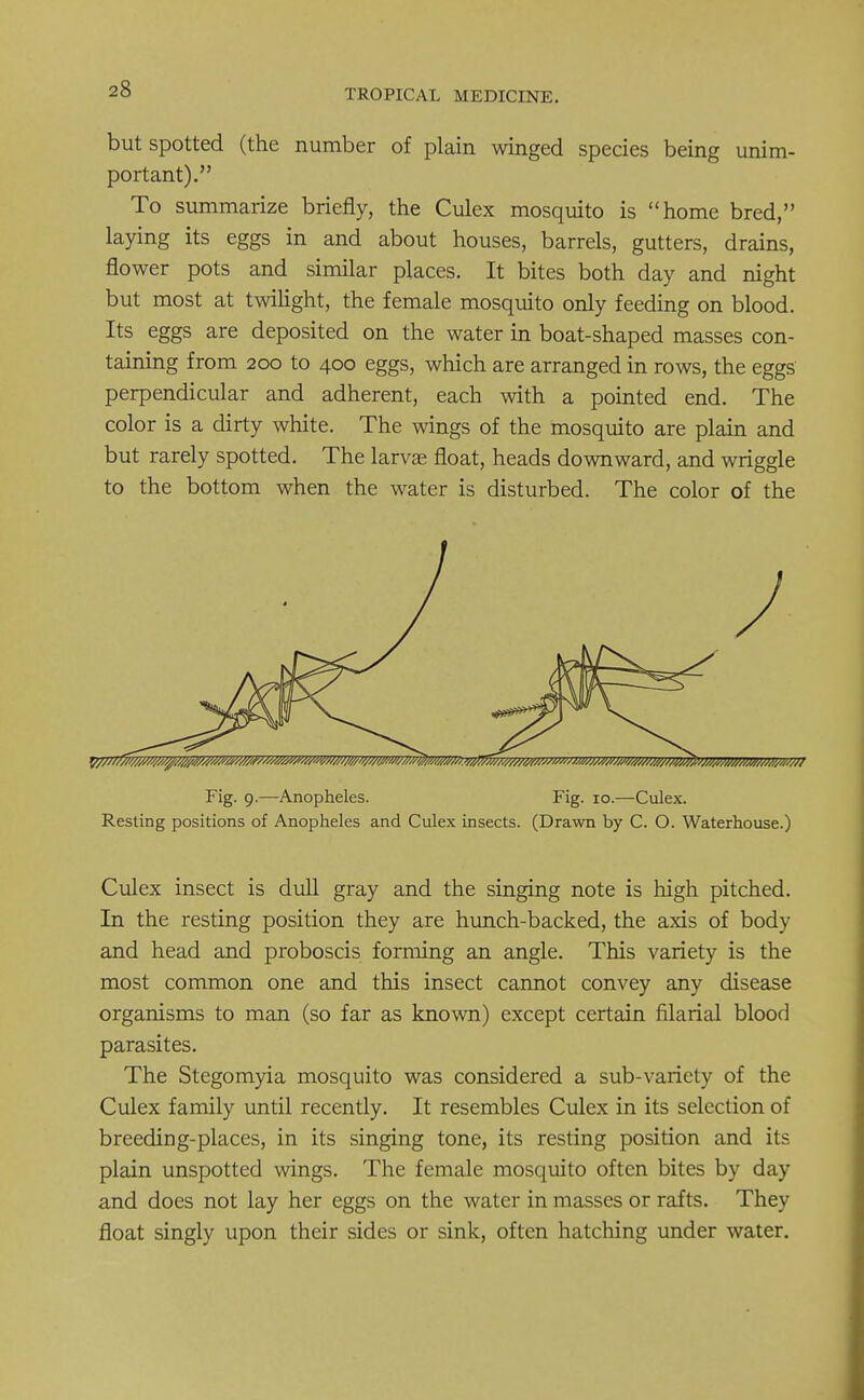 but spotted (the number of plain winged species being unim- portant). To summarize briefly, the Culex mosquito is home bred, laying its eggs in and about houses, barrels, gutters, drains, flower pots and similar places. It bites both day and night but most at twilight, the female mosquito only feeding on blood. Its eggs are deposited on the water in boat-shaped masses con- taining from 200 to 400 eggs, which are arranged in rows, the eggs perpendicular and adherent, each with a pointed end. The color is a dirty white. The wings of the mosquito are plain and but rarely spotted. The larvae float, heads downward, and wriggle to the bottom when the water is disturbed. The color of the Fig. 9.—Anopheles. Fig. 10.—Culex. Resting positions of Anopheles and Culex insects. (Drawn by C. O. Waterhouse.) Culex insect is dull gray and the singing note is high pitched. In the resting position they are hunch-backed, the axis of body and head and proboscis forming an angle. This variety is the most common one and this insect cannot convey any disease organisms to man (so far as known) except certain filarial blood parasites. The Stegomyia mosquito was considered a sub-variety of the Culex family until recently. It resembles Culex in its selection of breeding-places, in its singing tone, its resting position and its plain unspotted wings. The female mosquito often bites by day and does not lay her eggs on the water in masses or rafts. They float singly upon their sides or sink, often hatching under water.