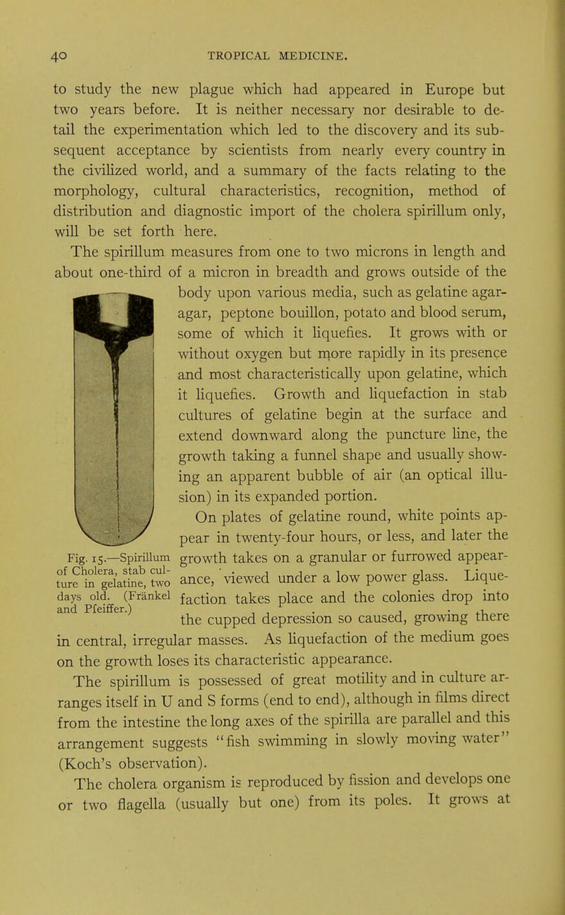 to study the new plague which had appeared in Europe but two years before. It is neither necessary nor desirable to de- tail the experimentation which led to the discovery and its sub- sequent acceptance by scientists from nearly every country in the civilized world, and a summary of the facts relating to the morphology, cultural characteristics, recognition, method of distribution and diagnostic import of the cholera spirillum only, will be set forth here. The spirillum measures from one to two microns in length and about one-third of a micron in breadth and grows outside of the body upon various media, such as gelatine agar- ■ %k agar> peptone bouillon, potato and blood serum, ^BdBP some of which it liquefies. It grows with or without oxygen but more rapidly in its presence and most characteristically upon gelatine, which it liquefies. Growth and liquefaction in stab cultures of gelatine begin at the surface and extend downward along the puncture line, the growth taking a funnel shape and usually show- ing an apparent bubble of air (an optical illu- sion) in its expanded portion. On plates of gelatine round, white points ap- pear in twenty-four hours, or less, and later the Fig. 15.—Spirillum growth takes on a granular or furrowed appear- ttfif gelune, 5wo ance, viewed under a low power glass. Lique- days old. (Frankel facti0n takes place and the colonies drop into and Pfeiffer.) , , , ,-i the cupped depression so caused, growing there in central, irregular masses. As liquefaction of the medium goes on the growth loses its characteristic appearance. The spirillum is possessed of great motility and in culture ar- ranges itself in U and S forms (end to end), although in films direct from the intestine the long axes of the spirilla are parallel and this arrangement suggests fish swimming in slowly moving water (Koch's observation). The cholera organism is reproduced by fission and develops one or two flagella (usually but one) from its poles. It grows at