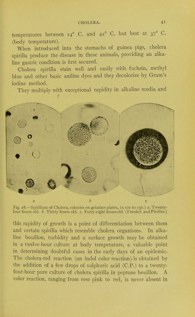 temperatures between 140 C. and 420 C. but best at 370 C. (body temperature). When introduced into the stomachs of guinea pigs, cholera spirilla produce the disease in these animals, providing an alka- line gastric condition is first secured. Cholera spirilla stain well and easily with fuchsin, methyl blue and other basic aniline dyes and they decolorize by Gram's iodine method. They multiply with exceptional rapidity in alkaline media and a b c Fig. 16.—Spirillum of Cholera, colonies on gelatine plates, (x 100 to 150.) a. Twenty- four hours old. b. Thirty hours old. c. Forty-eight hours old. (Frankel andPfeiffer.) this rapidity of growth is a point of differentiation between them and certain spirilla which resemble cholera organisms. In alka- line bouillon, turbidity and a surface growth may be obtained in a twelve-hour culture at body temperature, a valuable point in determining doubtful cases in the early days of an epidemic. The cholera-red reaction (an indol color reaction) is obtained by the addition of a few drops of sulphuric acid (CP.) to a twenty- four-hour pure culture of cholera spirilla in peptone bouillon. A color reaction, ranging from rose pink to red, is never absent in