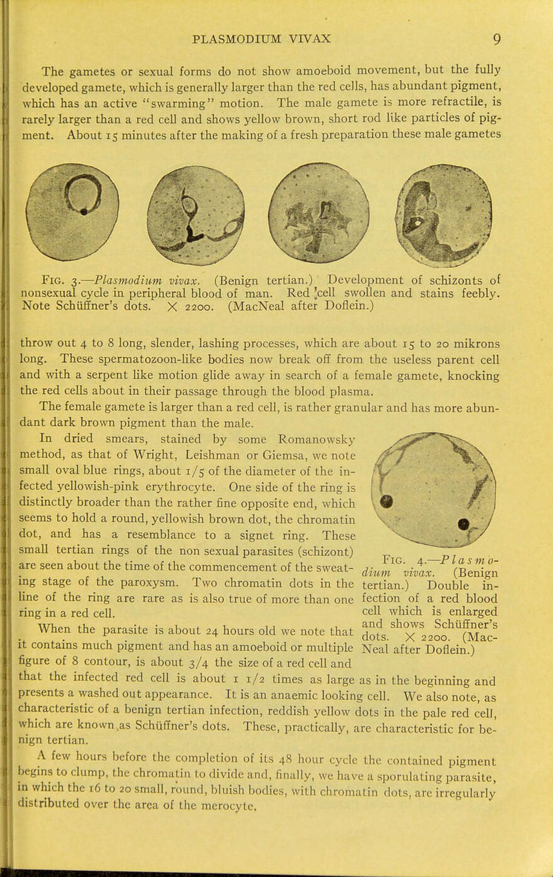 The gametes or sexual forms do not show amoeboid movement, but the fully developed gamete, which is generally larger than the red cells, has abundant pigment, which has an active swarming motion. The male gamete is more refractile, is rarely larger than a red cell and shows yellow brown, short rod like particles of pig- ment. About 15 minutes after the making of a fresh preparation these male gametes Fig. 3.—Plasmodium vivax. (Benign tertian.) Development of schizonts of nonsexual cycle in peripheral blood of man. Red Jcell swollen and stains feebly. Note Schiiffner's dots. X 2200. (MacNeal after Doflein.) throw out 4 to 8 long, slender, lashing processes, which are about 15 to 20 mikrons long. These spermatozoon-like bodies now break off from the useless parent cell and with a serpent like motion glide away in search of a female gamete, knocking the red cells about in their passage through the blood plasma. The female gamete is larger than a red cell, is rather granular and has more abun- dant dark brown pigment than the male. In dried smears, stained by some Romanowsky method, as that of Wright, Leishman or Giemsa, we note small oval blue rings, about 1/5 of the diameter of the in- fected yellowish-pink erythrocyte. One side of the ring is distinctly broader than the rather fine opposite end, which seems to hold a round, yellowish brown dot, the chromatin dot, and has a resemblance to a signet ring. These small tertian rings of the non sexual parasites (schizont) are seen about the time of the commencement of the sweat- ing stage of the paroxysm. Two chromatin dots in the line of the ring are rare as is also true of more than one ring in a red cell. When the parasite is about 24 hours old we note that it contains much pigment and has an amoeboid or multiple figure of 8 contour, is about 3/4 the size of a red cell and that the infected red cell is about 1 1/2 times as large as in the beginning and presents a washed out appearance. It is an anaemic looking cell. We also note, as characteristic of a benign tertian infection, reddish yellow dots in the pale red ceD, which are known ,as Schiiffner's dots. These, practically, are characteristic for be- nign tertian. A few hours before the completion of its 48 hour cycle the contained pigment begins to clump, the chromatin to divide and, finally, we have a sporulating parasite, in which the 16 to 20 small, round, bluish bodies, with dm,matin dots, are irregularly distributed over the area of the merocyle. Fig. 4.—P las m 0- dium vivax. (Benign tertian.) Double in- fection of a red blood cell which is enlarged and shows Schiiffner's dots. X 2200. (Mac- Neal after Doflein.)