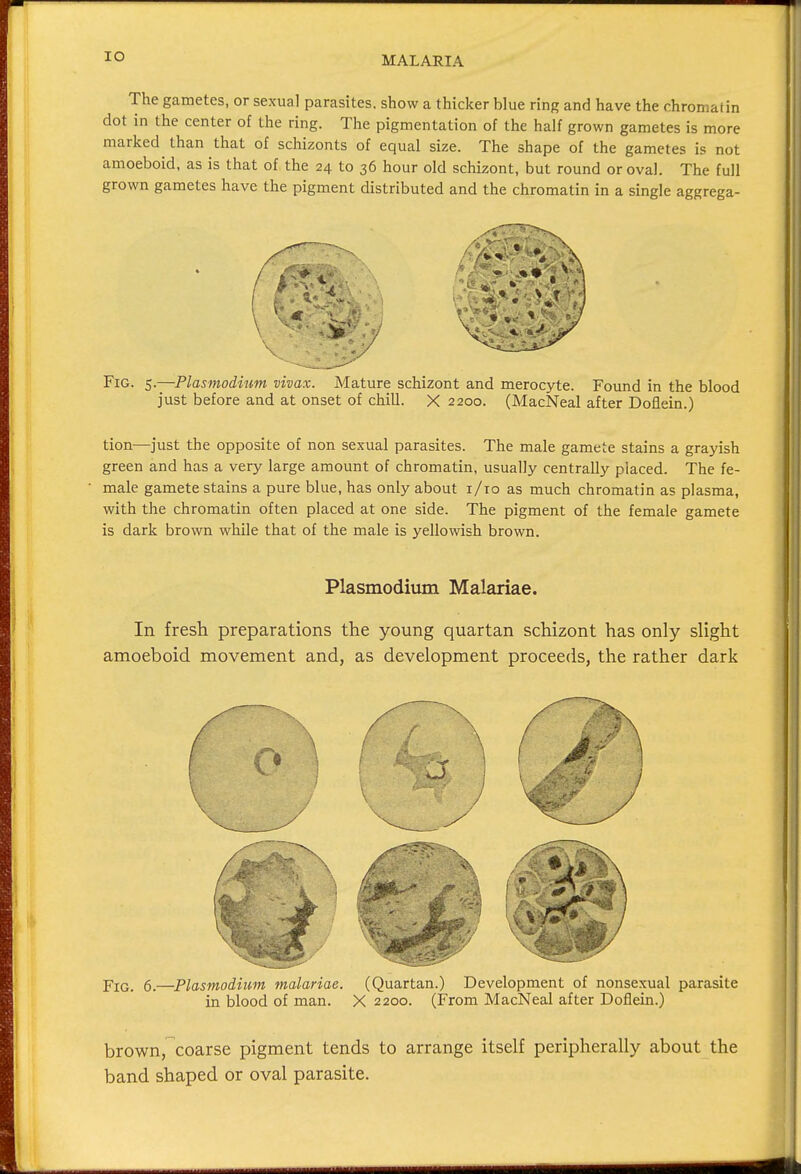 IO The gametes, or sexual parasites, show a thicker blue ring and have the chromatin dot in the center of the ring. The pigmentation of the half grown gametes is more marked than that of schizonts of equal size. The shape of the gametes is not amoeboid, as is that of the 24 to 36 hour old schizont, but round or oval. The full grown gametes have the pigment distributed and the chromatin in a single aggrega- FiG. 5.—Plasmodium vivax. Mature schizont and merocyte. Found in the blood just before and at onset of chill. X 2200. (MacNeal after Doflein.) tion—just the opposite of non sexual parasites. The male gamete stains a grayish green and has a very large amount of chromatin, usually centrally placed. The fe- male gamete stains a pure blue, has only about 1/10 as much chromatin as plasma, with the chromatin often placed at one side. The pigment of the female gamete is dark brown while that of the male is yellowish brown. Plasmodium Malariae. In fresh preparations the young quartan schizont has only slight amoeboid movement and, as development proceeds, the rather dark pIG 6_—Plasmodium malariae. (Quartan.) Development of nonsexual parasite in blood of man. X 2200. (From MacNeal after Doflein.) brown, coarse pigment tends to arrange itself peripherally about the band shaped or oval parasite.