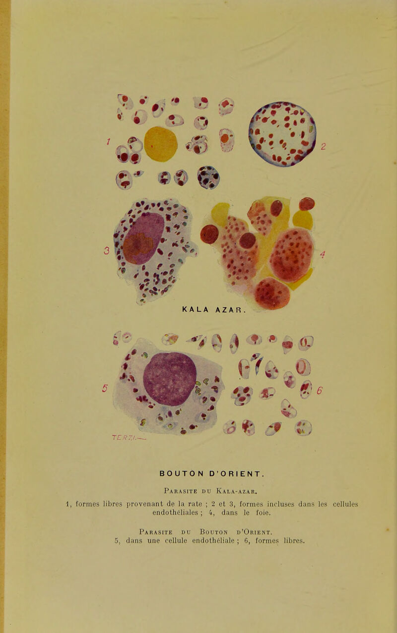 KALA AZAR . BO UTO N D'ORIENT. Parasite du Kala-azar. 1, formes libres provenant de la rate ; 2 et 3, formes incluses dans les cellules endothéliales ; 4, dans le foie. Parasite du Bouton d'Orient.