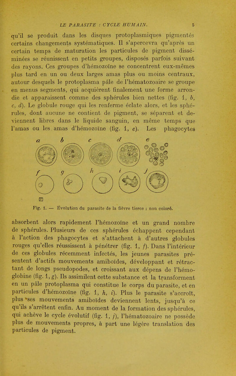 qu'il se produit dans les disques protoplasmiques pigmentés certains changements systématiques. Il s'apercevra qu'après un certain temps de maturation les particules de pigment dissé- minées se réunissent en petits groupes, disposés parfois suivant des rayons. Ces groupes d'hémozoïne se concentrent eux-mêmes plus tard en un ou deux larges amas plus ou moins centraux, autour desquels le protoplasma pâle de l'hématozoaire se groupe en menus segments, qui acquièrent finalement une forme arron- die et apparaissent comme des sphérules bien nettes (fig. 1, b, c, d). Le globule rouge qui les renferme éclate alors, et les sphé- rules, dont aucune ne contient de pigment, se séparent et de- viennent libres dans le liquide sanguin, en même temps que l'amas ou les . amas d'hémozoïne (fig. 1, e). Les phagocytes abc dé m Fig. 1. — Evolution du parasite de la fièvre tierce ; non coloré. absorbent alors rapidement l'hémozoïne et un grand nombre de sphérules. Plusieurs de ces sphérules échappent cependant à l'action des phagocytes et s'attachent à d'autres globules rouges qu'elles réussissent à pénétrer (fig. 1, /). Dans l'intérieur de ces globules récemment infectés, les jeunes parasites pré- sentent d'actifs mouvements amiboïdes, développant et rétrac- tant de longs pseudopodes, et croissant aux dépens de l'hémo- globine (fig. 1, g). Ils assimilent cette substance et la transforment en un pâle protoplasma qui constitue le corps du parasite, et en particules d'hémozoïne (fig. 1, h, i). Plus le parasite s'accroît, plus^ses mouvements amiboïdes deviennent lents, jusqu'à ce qu'ils s'arrêtent enfin. Au moment de la formation des sphérules, qui achève le cycle évolutif (fig. 1, /), l'hématozoaire ne possède plus de mouvements propres, à part une légère translation des particules de pigment.