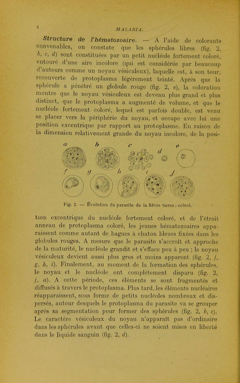 Structure de l'hématozoaire. — A l'aide de colorants convenables, on constate que les sphérules libres (fig. 2, b, c, d) sont constituées par un petit nucléole fortement coloré, entouré d'une aire incolore (qui est considérée par beaucoup d'auteurs comme un noyau vésiculeux), laquelle est, à son tour, recouverte de protoplasma légèrement teinté. Après que la sphérule a pénétré un globule rouge (fig. 2, e), la coloration montre que le noyau vésiculeux est devenu plus grand et plus distinct, que le protoplasma a augmenté de volume, et que le nucléole fortement coloré, lequel est parfois double, est venu se placer vers la périphérie du noyau, et occupe avec lui une position excentrique par rapport au protoplasme. En raison de la dimension relativement grande du noyau incolore, de la posi- Fig- 2. — Évolution du parasite de la fièvre tierce ; coloré. tion excentrique du nucléole fortement coloré, et de l'étroit anneau de protoplasma coloré, les jeunes hématozoaires appa- raissent comme autant de bagues à chaton bleues fixées dans les globules rouges. A mesure que le parasite s'accroît et approche de la maturité, le nucléole grandit et s'efface peu à peu ; le noyau vésiculeux devient aussi plus gros et moins apparent (fig. 2, /, g, h, i). Finalement, au moment de la formation des sphérules, le noyau et le nucléole ont complètement disparu (fig. 2, 7, a). A cette période, ces éléments se sont fragmentés et diffusés à travers le protoplasma. Plus tard, les éléments nucléaires réapparaissent, sous forme de petits nucléoles nombreux et dis- persés, autour desquels le protoplasma du parasite va se grouper après sa segmentation pour former des sphérules (fig. 2, h, c). Le caractère vésiculeux du noyau n'apparaît pas d'ordinaire dans les sphérules avant que celles-ci ne soient mises en liberté dans le liquide sanguin (fig. 2, d).