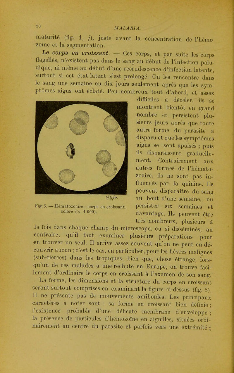 maturité (fig. 1, /), juste avant la concentration de l'hémo zoïne et la segmentation. Le corps en croissant. — Ces corps, et par suite les corps flagellés, n'existent pas dans le sang au début de l'infection palu- dique, ni même au début d'une recrudescence d'infection latente, surtout si cet état latent s'est prolongé. On les rencontre dans le sang une semaine ou dix jours seulement après que les sym- ptômes aigus ont éclaté. Peu nombreux tout d'abord, et assez difficiles à déceler, ils se montrent bientôt en grand nombre et persistent plu- sieurs jours après que toute autre forme du parasite a disparu et que les symptômes aigus se sont apaisés ; puis ils disparaissent graduelle- ment. Contrairement aux autres formes de l'hémato- zoaire, ils ne sont pas in- fluencés par la quinine. Ils peuvent dispai^aître du sang au bout d'une semaine, ou persister six semaines et davantage. Ils peuvent être très nombreux, plusieurs à la fois dans chaque champ du microscope, ou si disséminés, au contraire, qu'il faut examiner plusieurs préparations pour -en trouver un seul. Il arrive assez souvent qu'on ne peut en dé- couvrir aucun; c'est le cas, en particulier, pour les fièvres malignes (sub-tierces) dans les tropiques, bien que, chose étrange, lors- qu'un de ces malades a une rechute en Europe, on trouve faci- lement d'ordinaire le corps en croissant à l'examen de son sang. La forme, les dimensions et la structure du corps en croissant «eront surtout comprises en examinant la figure ci-dessus (fig. 5) 11 ne présente pas de mouvements amiboïdes. Les principaux oaractères à noter sont : sa forme en croissant bien définie; l'existence probable d'une délicate membrane d'enveloppe ; la présence de particules d'hémozoïne en aiguilles, situées ordi- nairement au centre du parasite et parfois vers une extrémité ; J'ig. 5. —Hématozoaire : corps en croissant; coloré (X 1 000).