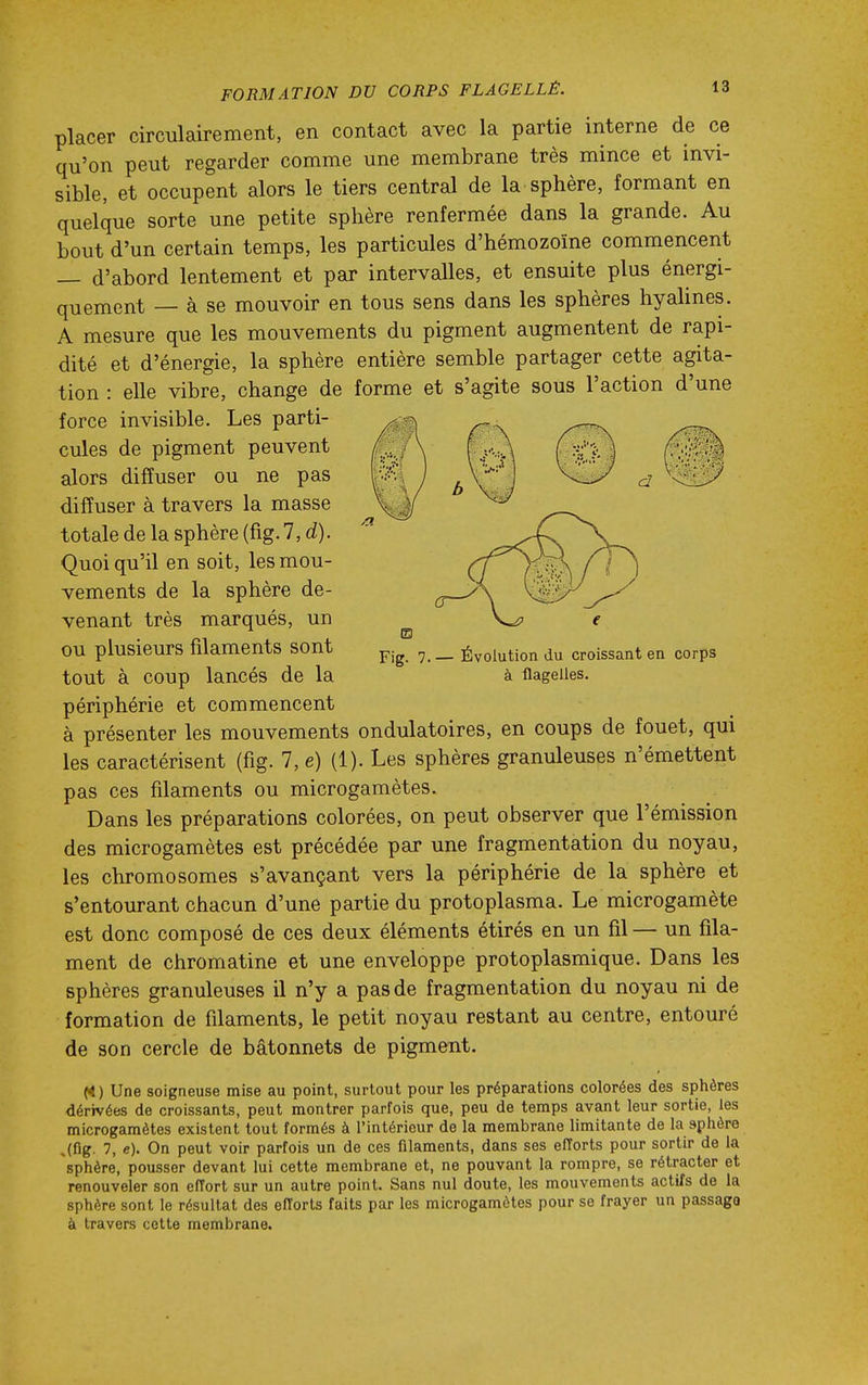 FORMATION DU CORPS FLAGELLÉ. placer circulairement, en contact avec la partie interne de ce qu'on peut regarder comme une membrane très mince et invi- sible, et occupent alors le tiers central de la sphère, formant en quelque sorte une petite sphère renfermée dans la grande. Au bout d'un certain temps, les particules d'hémozoïne commencent — d'abord lentement et par intervalles, et ensuite plus énergi- quement — à se mouvoir en tous sens dans les sphères hyalines. A mesure que les mouvements du pigment augmentent de rapi- dité et d'énergie, la sphère entière semble partager cette agita- tion : elle vibre, change de forme et s'agite sous l'action d'une force invisible. Les parti- cules de pigment peuvent alors diffuser ou ne pas diffuser à travers la masse totale de la sphère (fig. 7, d). Quoi qu'il en soit, les mou- vements de la sphère de- venant très marqués, un ou plusieurs filaments sont tout à coup lancés de la périphérie et commencent à présenter les mouvements ondulatoires, en coups ae louet, qui les caractérisent (fig. 7, e) (1). Les sphères granuleuses n'émettent pas ces filaments ou microgamètes. Dans les préparations colorées, on peut observer que l'émission des microgamètes est précédée par une fragmentation du noyau, les chromosomes s'avançant vers la périphérie de la sphère et s'entourant chacun d'une partie du protoplasma. Le microgamète est donc composé de ces deux éléments étirés en un fil — un fila- ment de chromatine et une enveloppe protoplasmique. Dans les sphères granuleuses il n'y a pas de fragmentation du noyau ni de formation de filaments, le petit noyau restant au centre, entouré de son cercle de bâtonnets de pigment. (<t) Une soigneuse mise au point, surtout pour les préparations colorées des sphères dérivées de croissants, peut montrer parfois que, peu de temps avant leur sortie, les microgamètes existent tout formés à l'intérieur de la membrane limitante de la sphère .(fig. 7, e). On peut voir parfois un de ces filaments, dans ses efforts pour sortir de la 'sphère, pousser devant lui cette membrane et, ne pouvant la rompre, se rétracter et renouveler son effort sur un autre point. Sans nul doute, les mouvements actifs de la sphère sont le résultat des efforts faits par les microgamôtes pour se frayer un passage à travers cette membrane. m Fig. 7. Évolution du croissant en corps à flagelles.