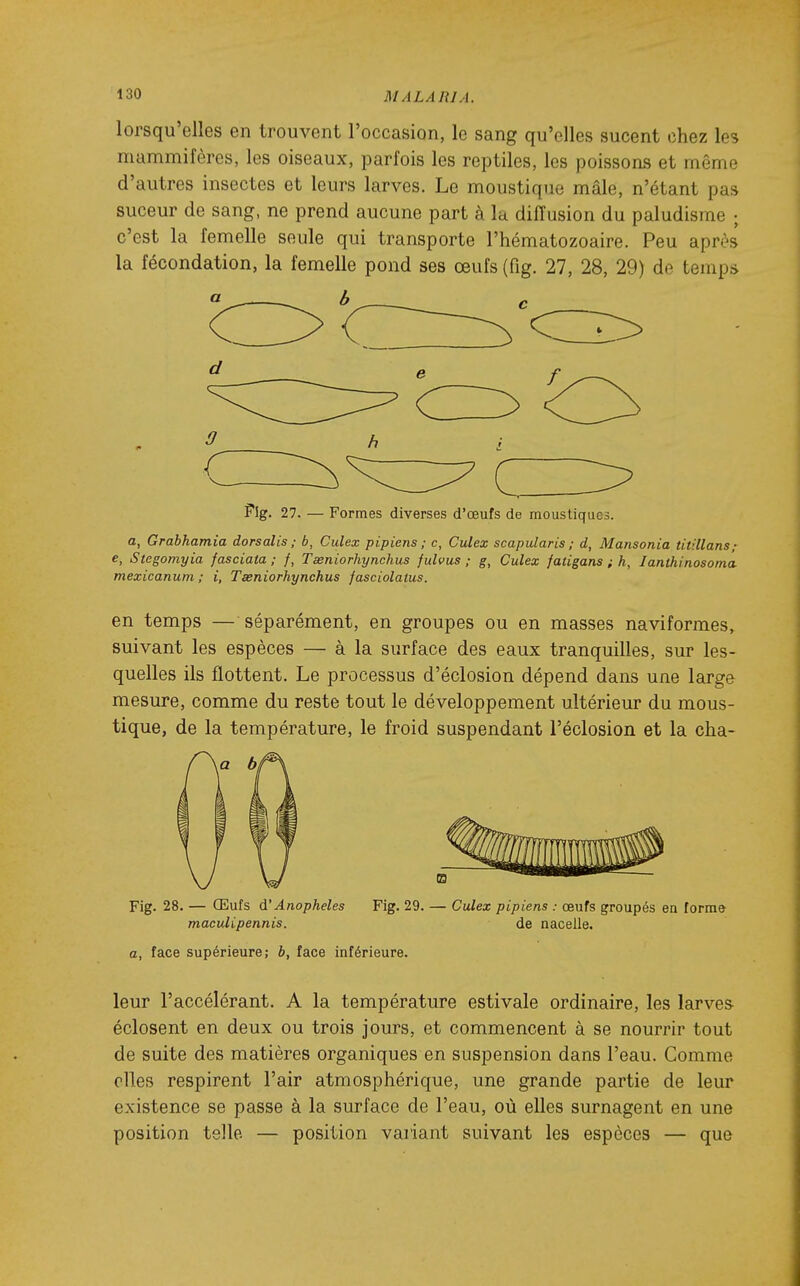 lorsqu'elles en trouvent l'occasion, le sang qu'elles sucent chez les mammifères, les oiseaux, parfois les reptiles, les poissons et même d'autres insectes et leurs larves. Le moustique mâle, n'étant pas suceur de sang, ne prend aucune part à la diffusion du paludisme ; c'est la femelle seule qui transporte l'hématozoaire. Peu après la fécondation, la femelle pond ses œufs (fig. 27, 28, 29) de temps Pig. 27. — Formes diverses d'œufs de moustiques. a, Grabhamia dorsalis ; b, Culex pipiens ; c, Culex scapularis ; d, Mansonia titillans; e, Stegomyia f as data ; /, Tœniorhynchus fulvus ; g, Culex fatigans ; h, lanthinosoma. mexicanum ; i, Tœniorhynchus jasciolalus. en temps — séparément, en groupes ou en masses naviformes,. suivant les espèces — à la surface des eaux tranquilles, sur les- quelles ils flottent. Le processus d'éclosion dépend dans une large mesure, comme du reste tout le développement ultérieur du mous- tique, de la température, le froid suspendant l'éclosion et la cha- Fig. 28. — Œufs A'Anophèles Fig. 29. — Culex pipiens : œufs groupés en forme maculipennis. de nacelle. a, face supérieure; b, face inférieure. leur l'accélérant. A la température estivale ordinaire, les larves- éclosent en deux ou trois jours, et commencent à se nourrir tout de suite des matières organiques en suspension dans l'eau. Comme elles respirent l'air atmosphérique, une grande partie de leur existence se passe à la surface de l'eau, où elles surnagent en une position telle — position variant suivant les espèces — que