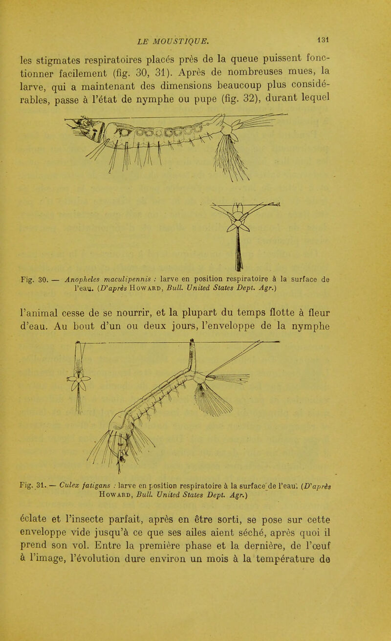 les stigmates respiratoires placés près de la queue puissent fonc- tionner facilement (fig. 30, 31). Après de nombreuses mues, la larve, qui a maintenant des dimensions beaucoup plus considé- rables, passe à l'état de nymphe ou pupe (fig. 32), durant lequel Fig. 30. — Anophèles maculipennis : larve en position respiratoire à la surface de l'eau. (D'après Howard, Bull. United States Dept. Agr.) l'animal cesse de se nourrir, et la plupart du temps flotte à fleur d'eau. Au bout d'un ou deux jours, l'enveloppe de la nymphe Fig. 31. — Culex fatigans : larve en position respiratoire à la surface^de l'eau; {D'après Howard, BulL United States Dept. Agr.) éclate et l'insecte parfait, après en être sorti, se pose sur cette enveloppe vide jusqu'à ce que ses ailes aient séché, après quoi il prend son vol. Entre la première phase et la dernière, de l'œuf à l'image, l'évolution dure environ un mois à la température de